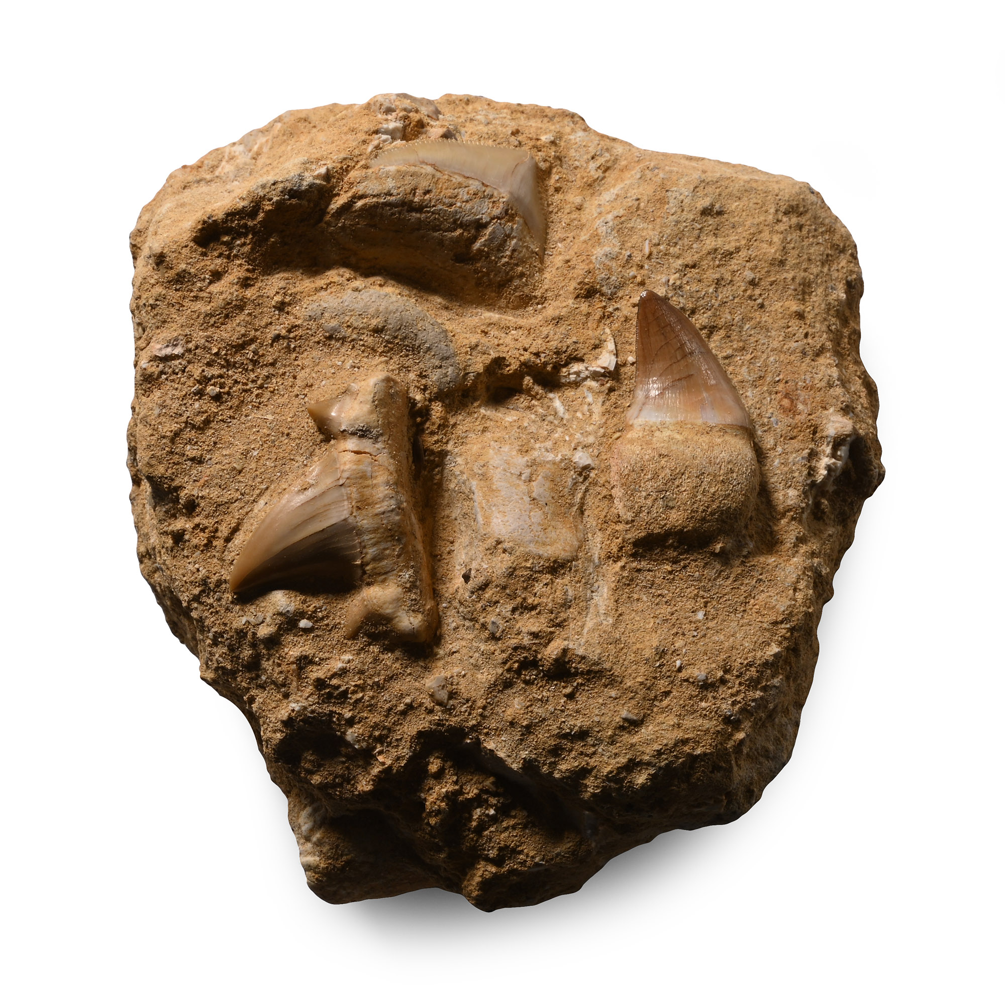 Fossil Mosasaur 'Marine Dinosaur' and Otodus Teeth with on Composite Rock