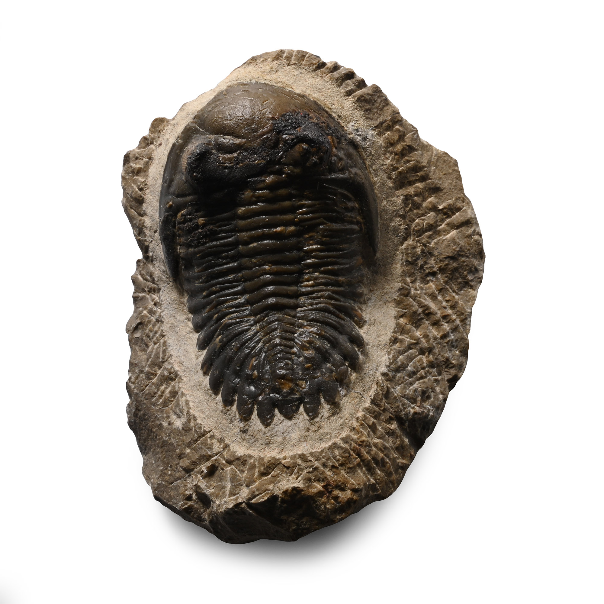 Fossil Hollardops Trilobite on Matrix