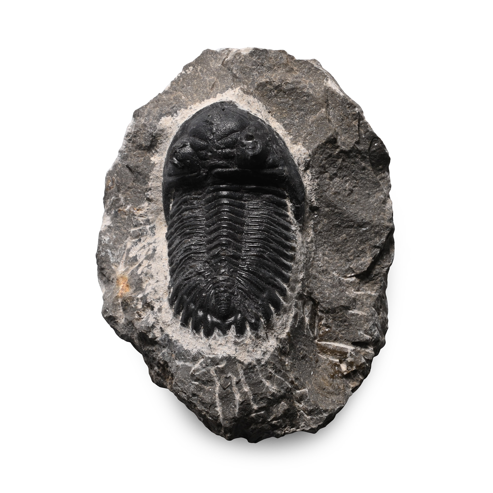 Fossil Hollardops Trilobite on Matrix