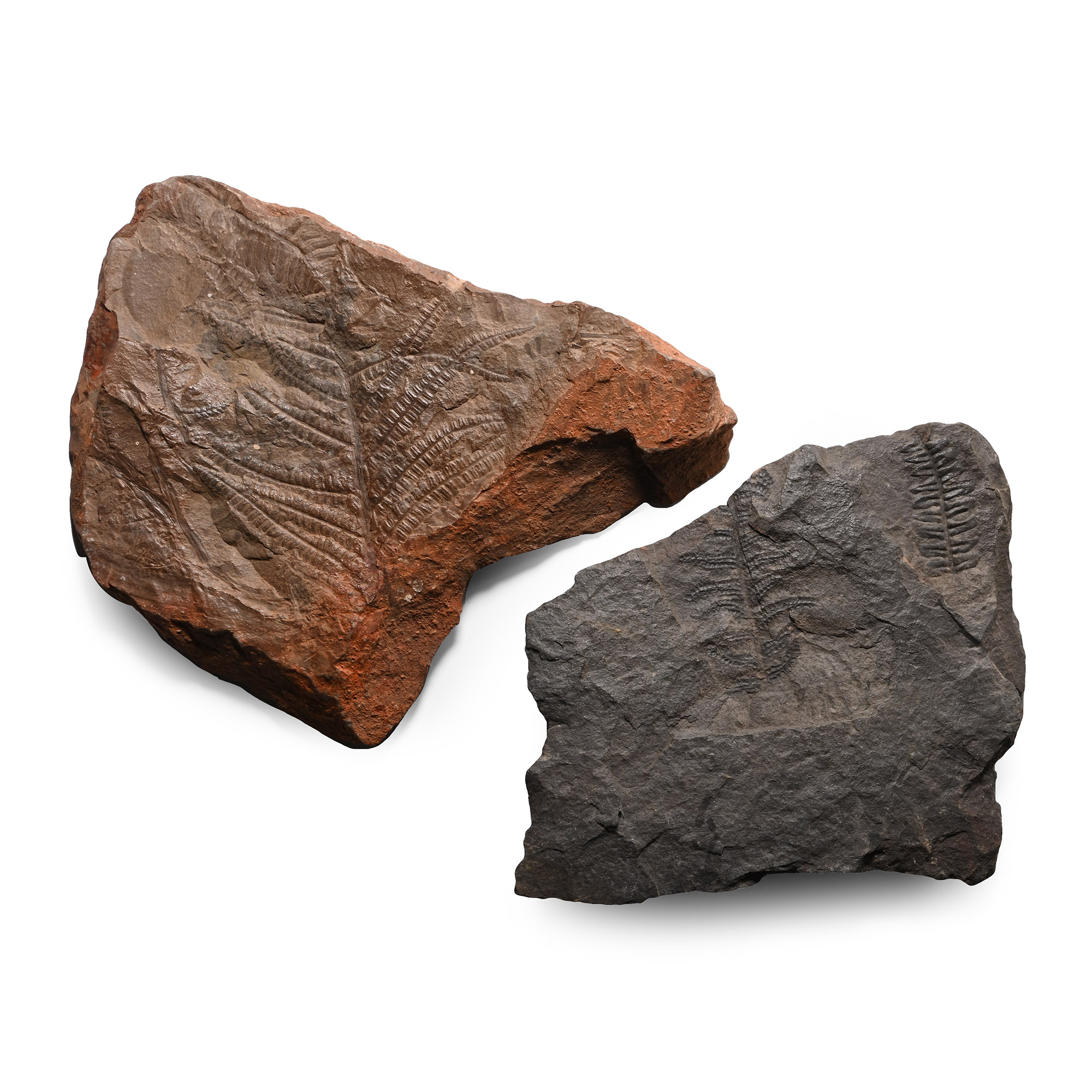 Fossil Fern on Matrix Group