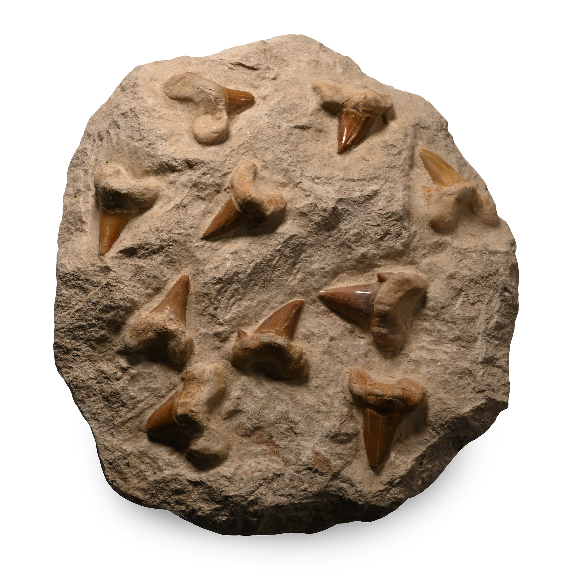 Fossil Otodus Shark Teeth on Composite Rock Display