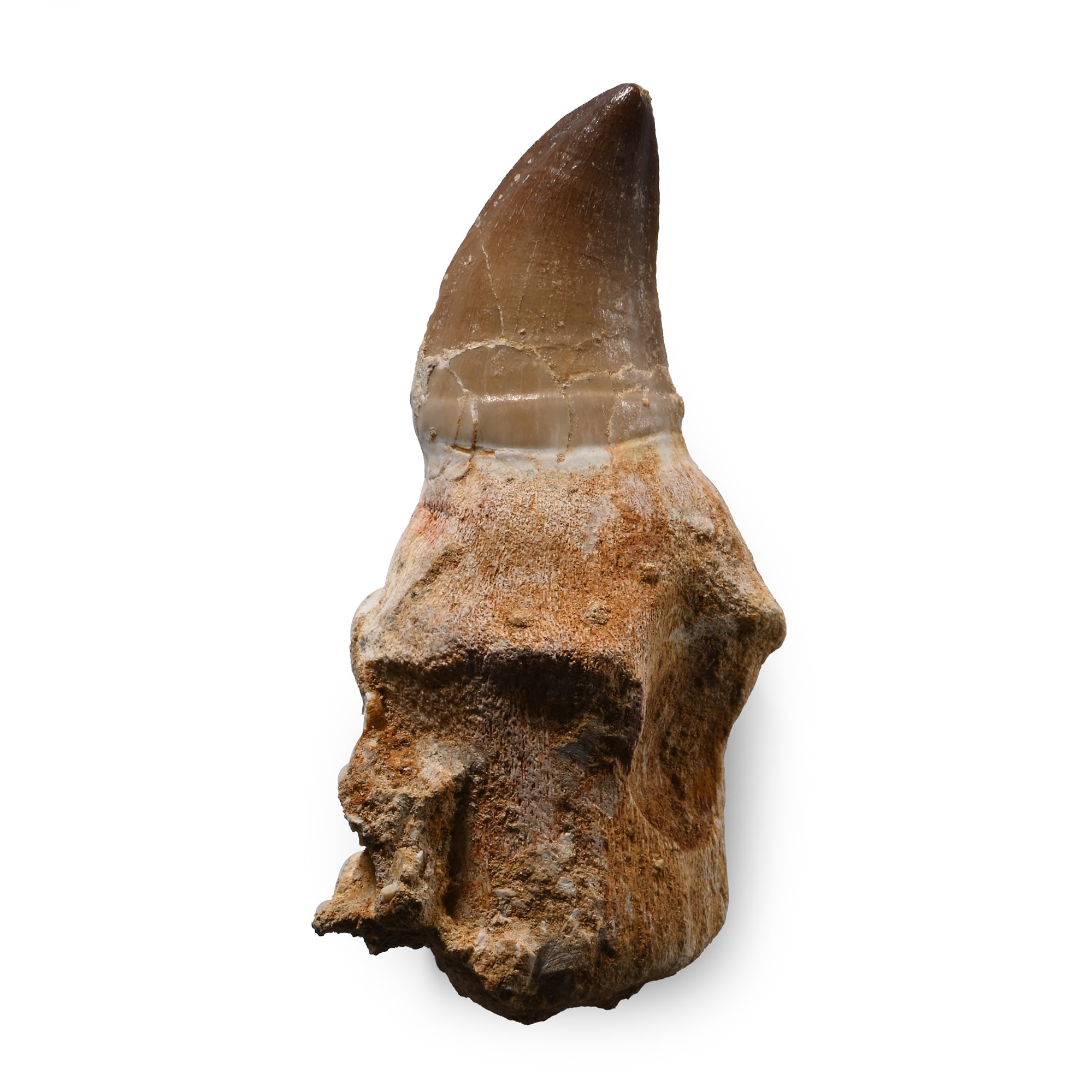 Fossil Mosasaur 'Marine Dinosaur' Tooth with Root