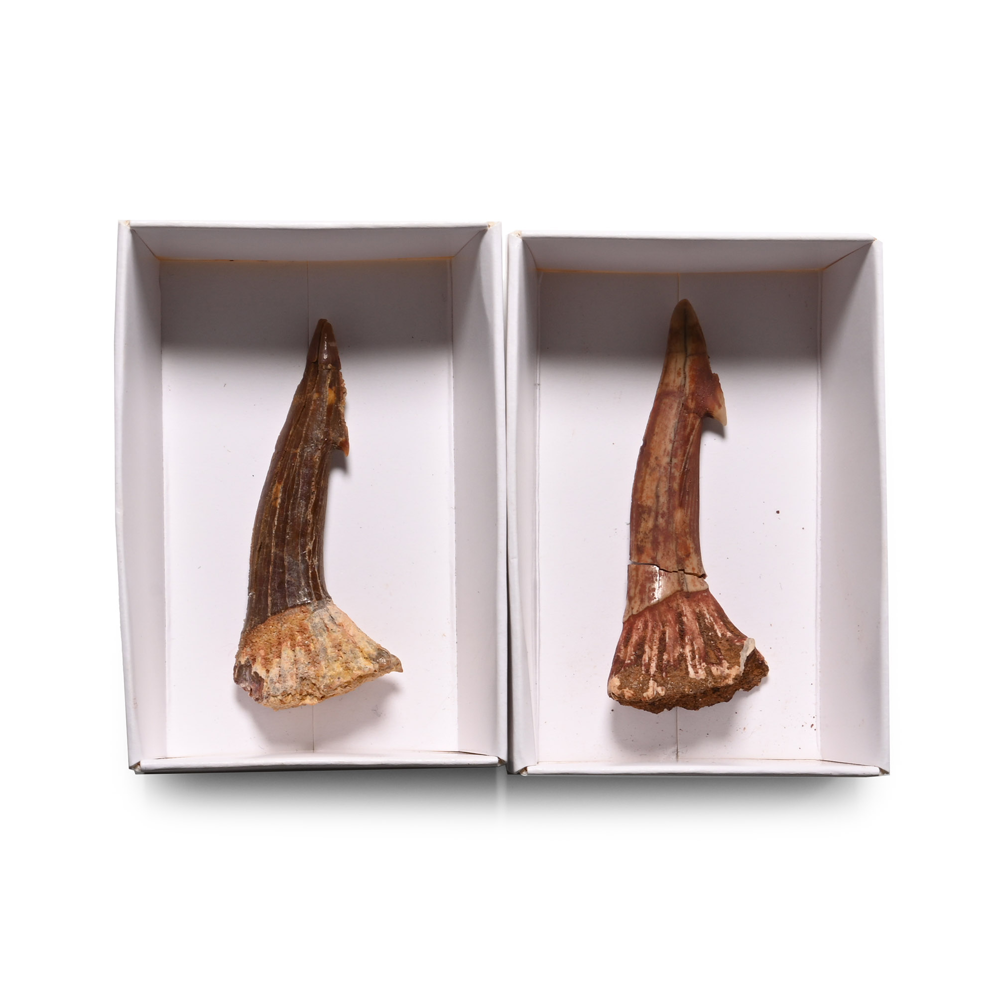 Fossil Sawfish Rostral Spine Pair