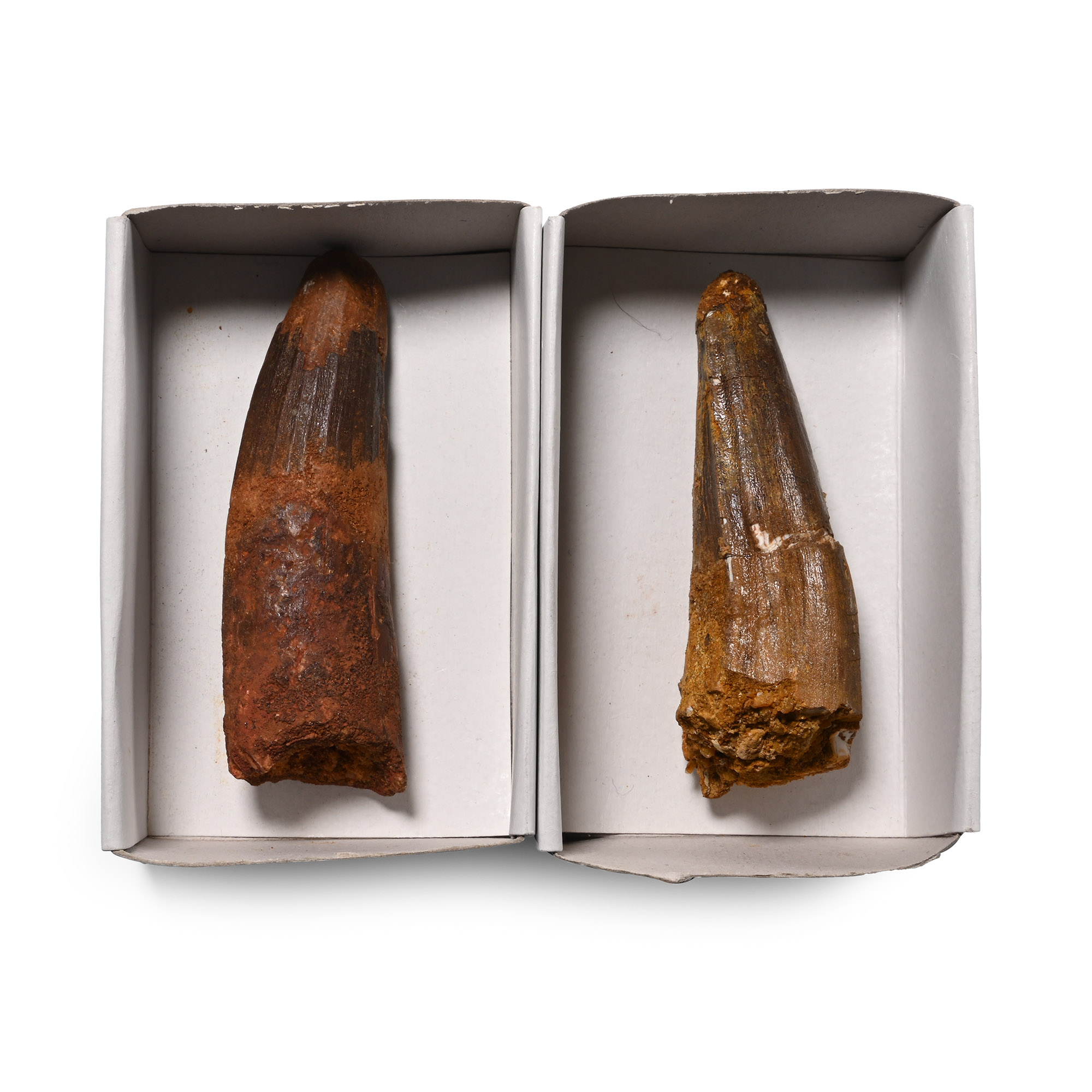 Fossil Spinosaurus Tooth Group