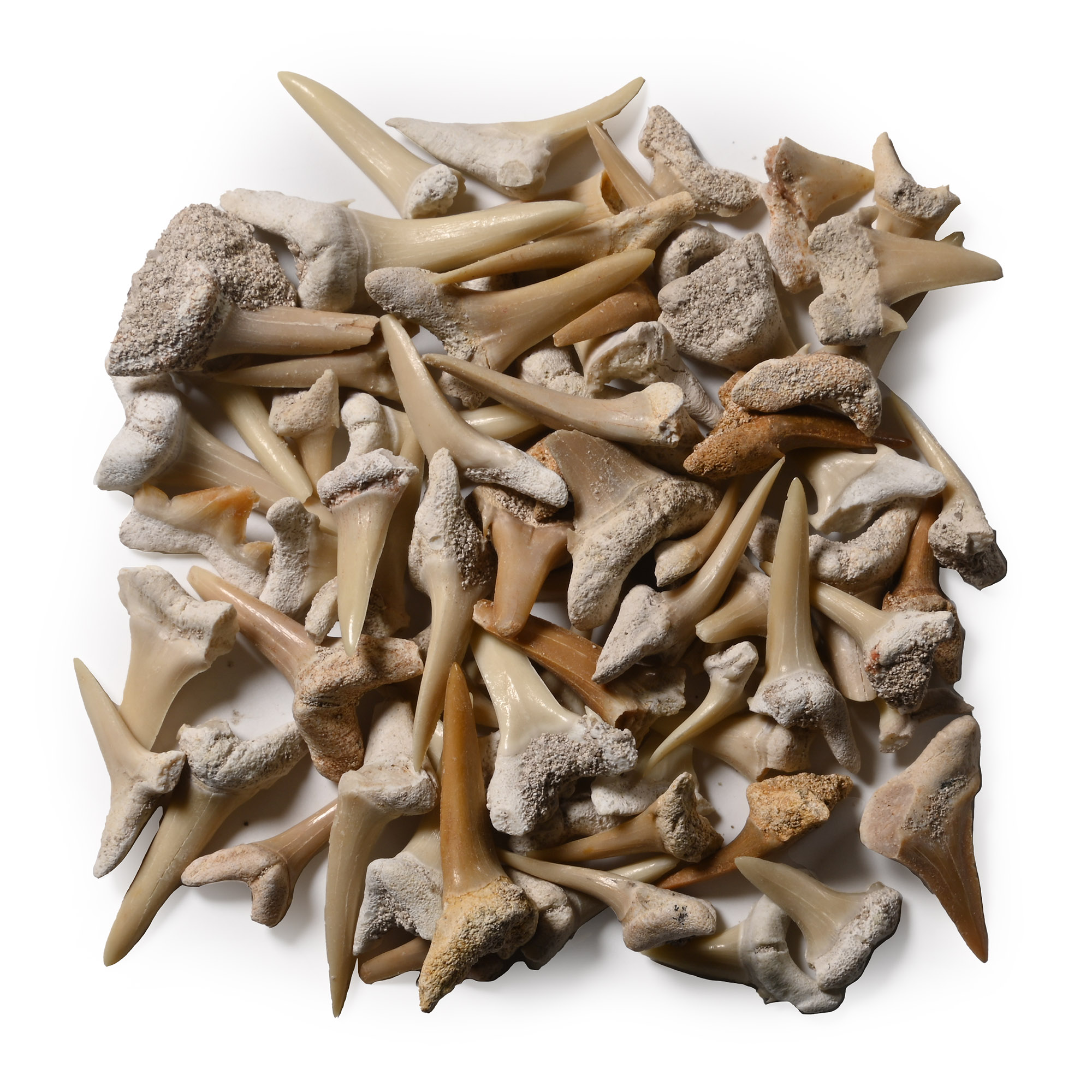 Group of Fossil Sand Shark Teeth