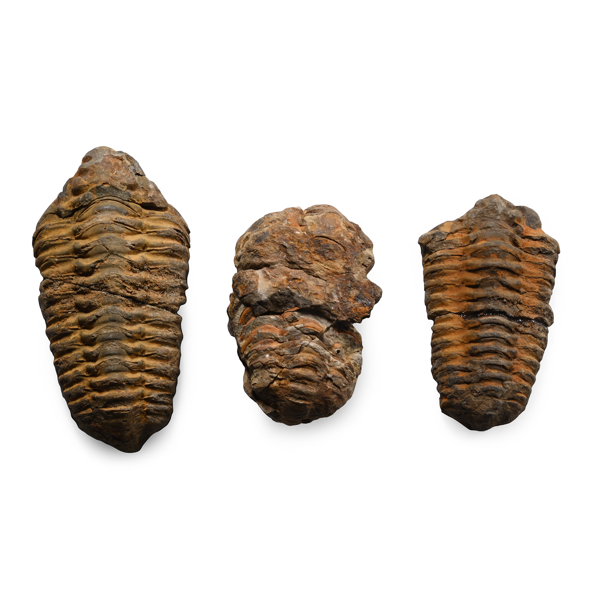 Fossil Flexicalymene Trilobite Group