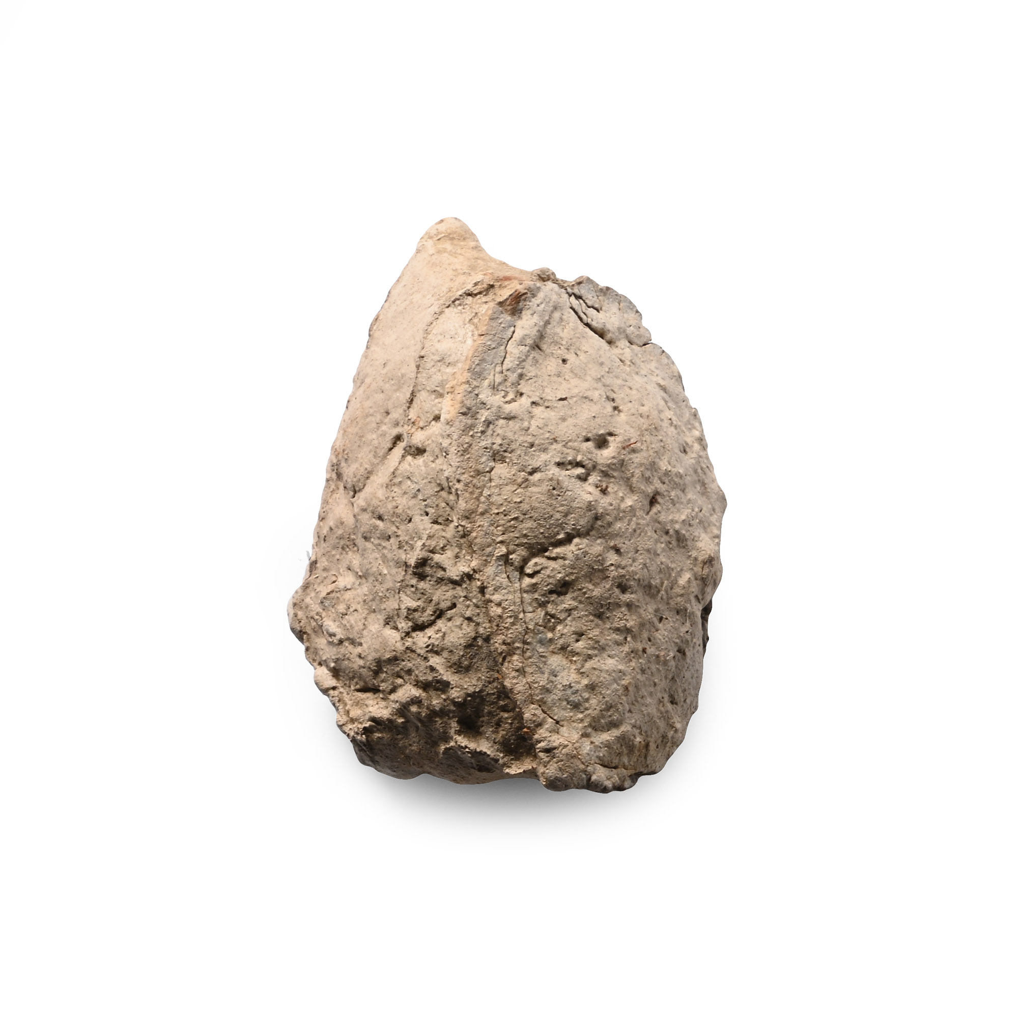 North American Fossil Tyrannosaurus Rex Dinosaur Coprolite