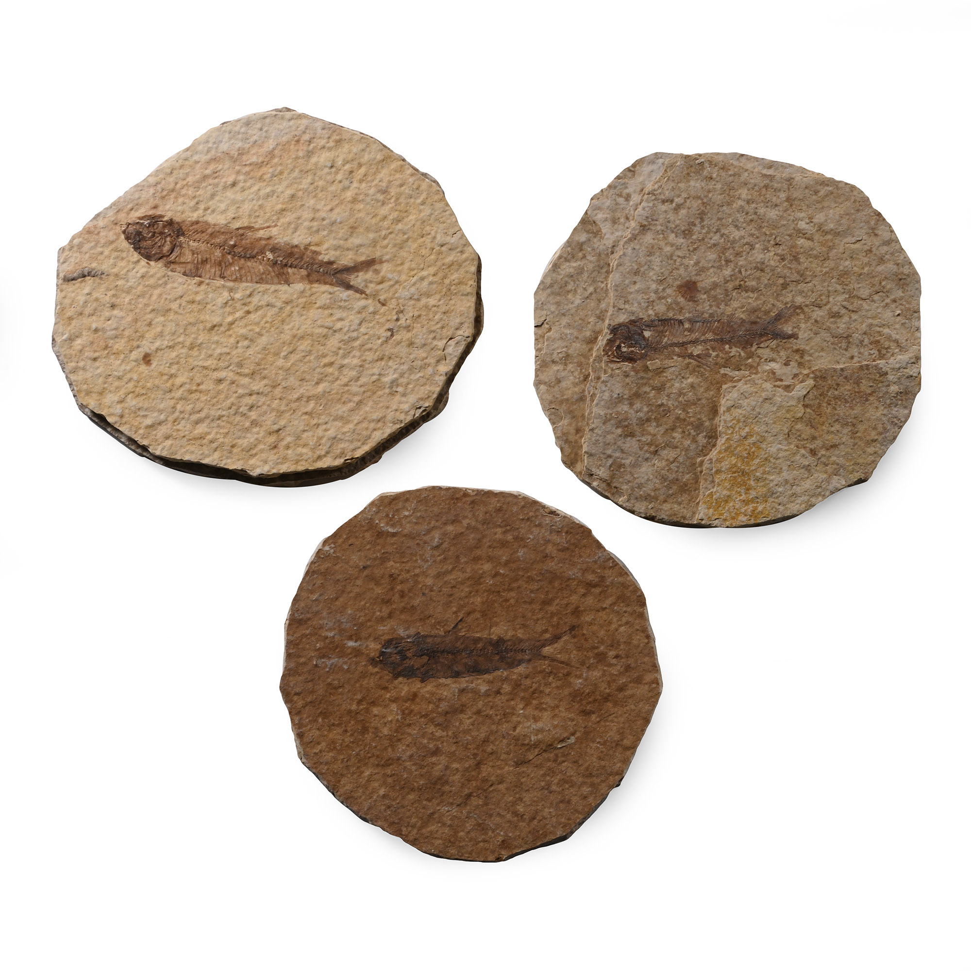 Knightia Fossil Fish in Matrix Group