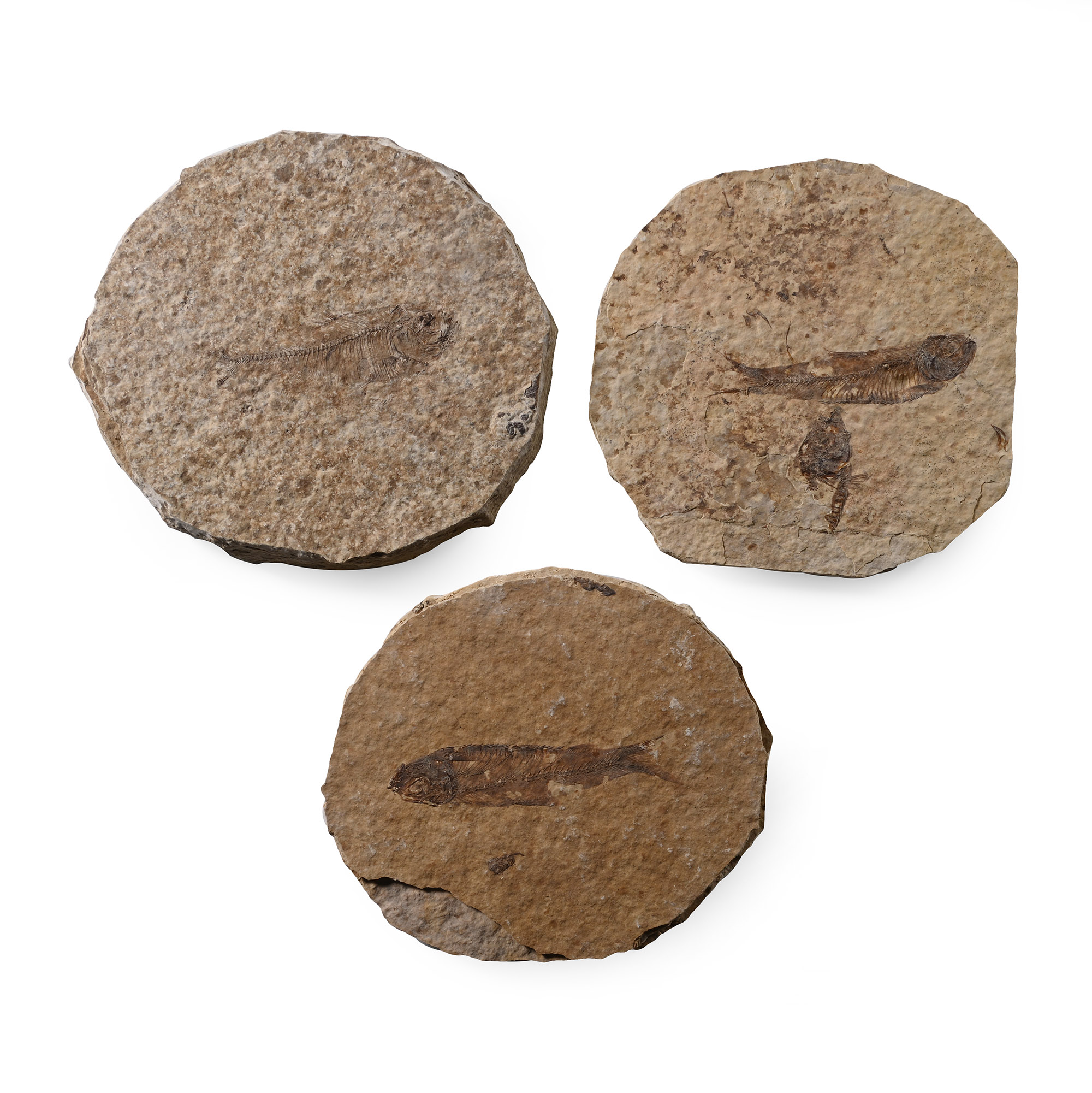 Knightia Fossil Fish in Matrix Group