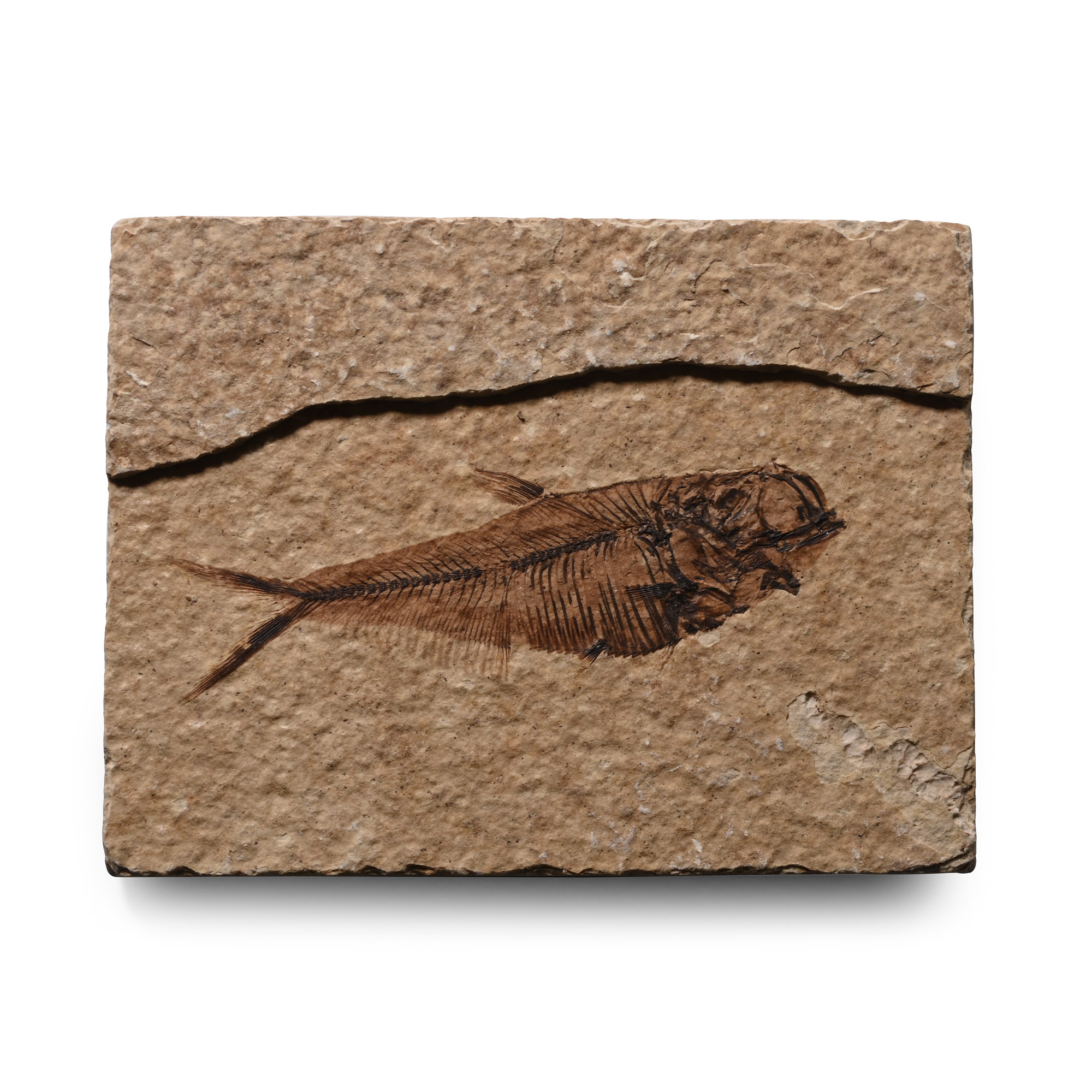 Knightia Fossil Fish in Matrix