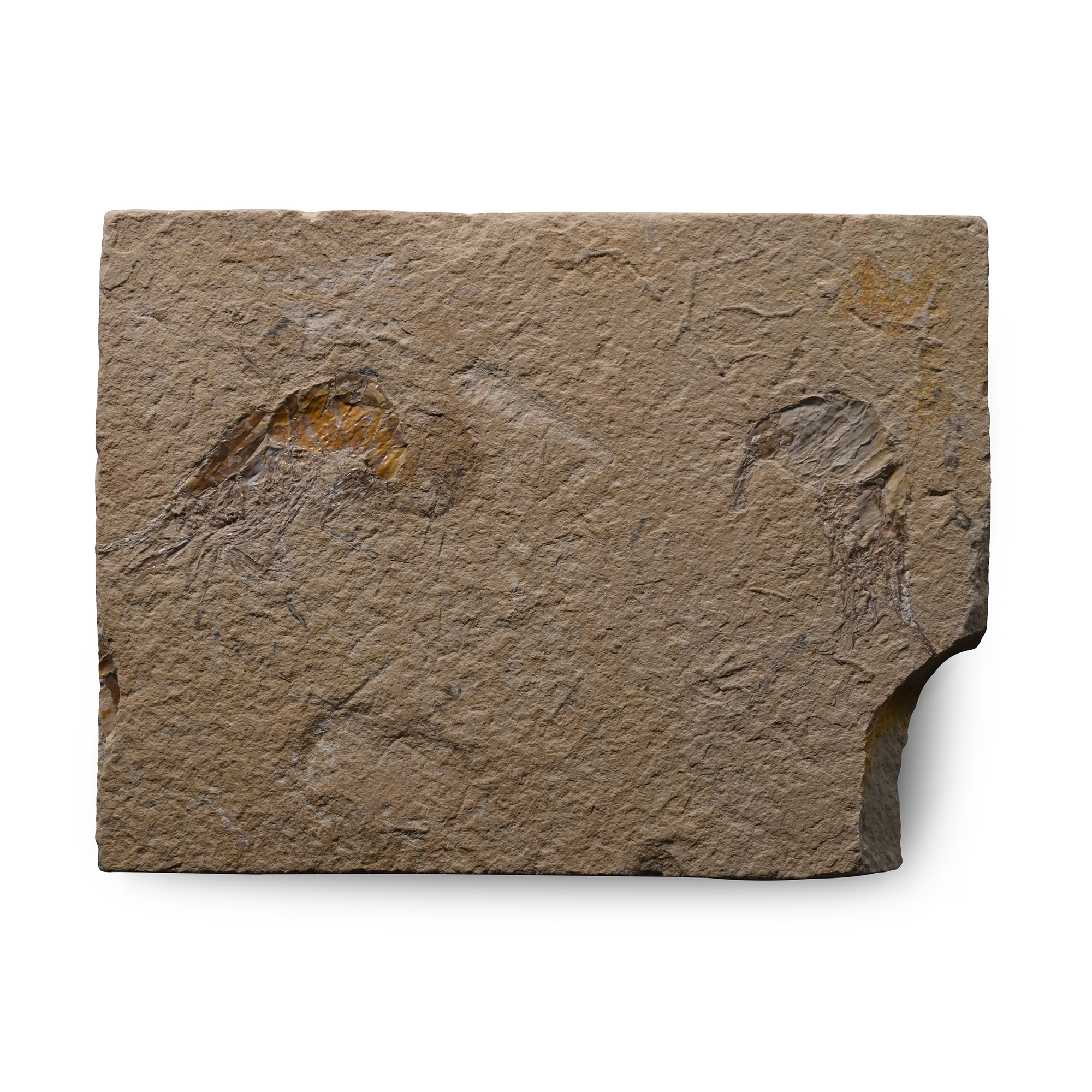 Fossil Double Shrimp in Matrix