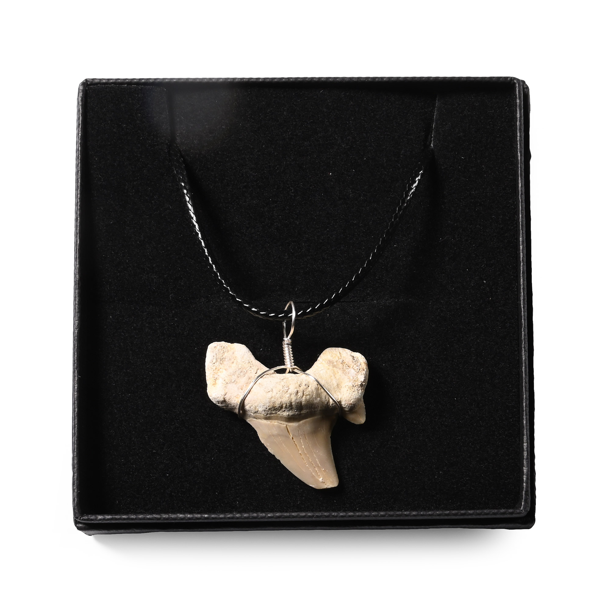 Fossil Otodus Shark's Tooth Necklace
