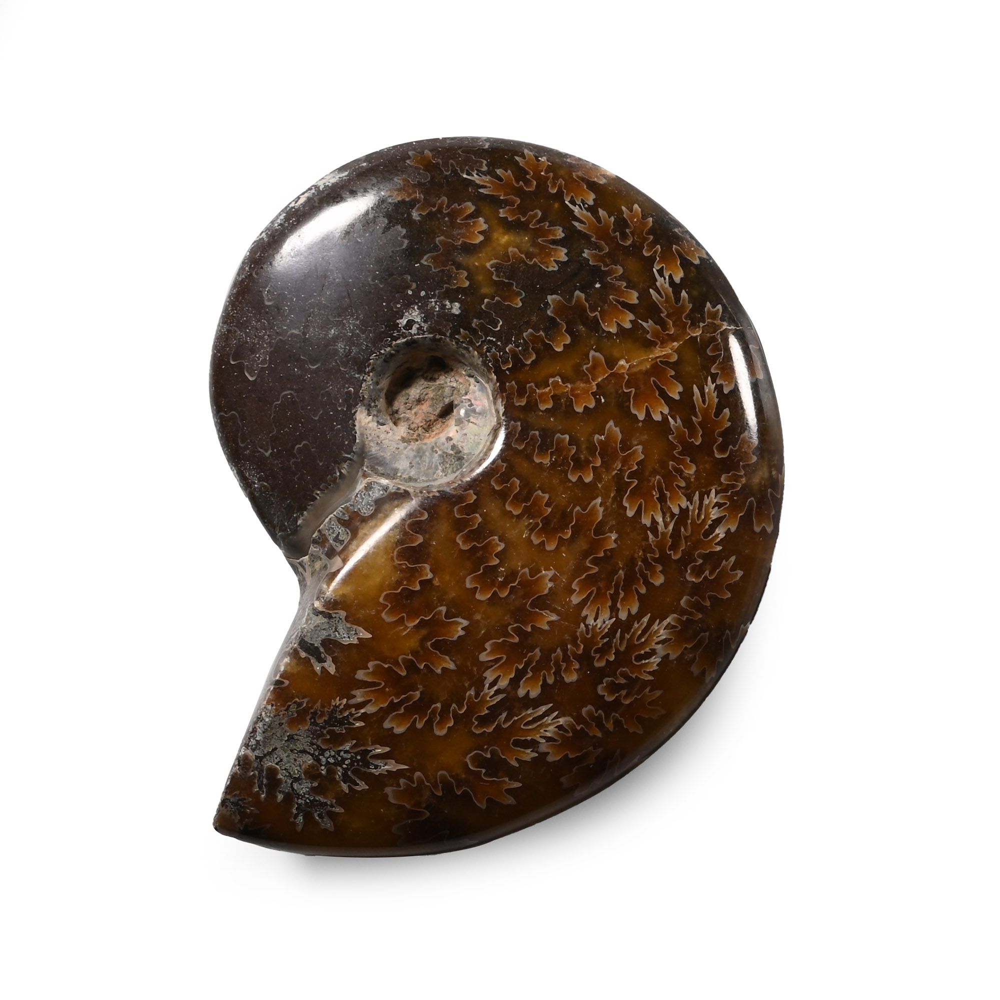 Polished Fossil Cleoniceras Ammonite