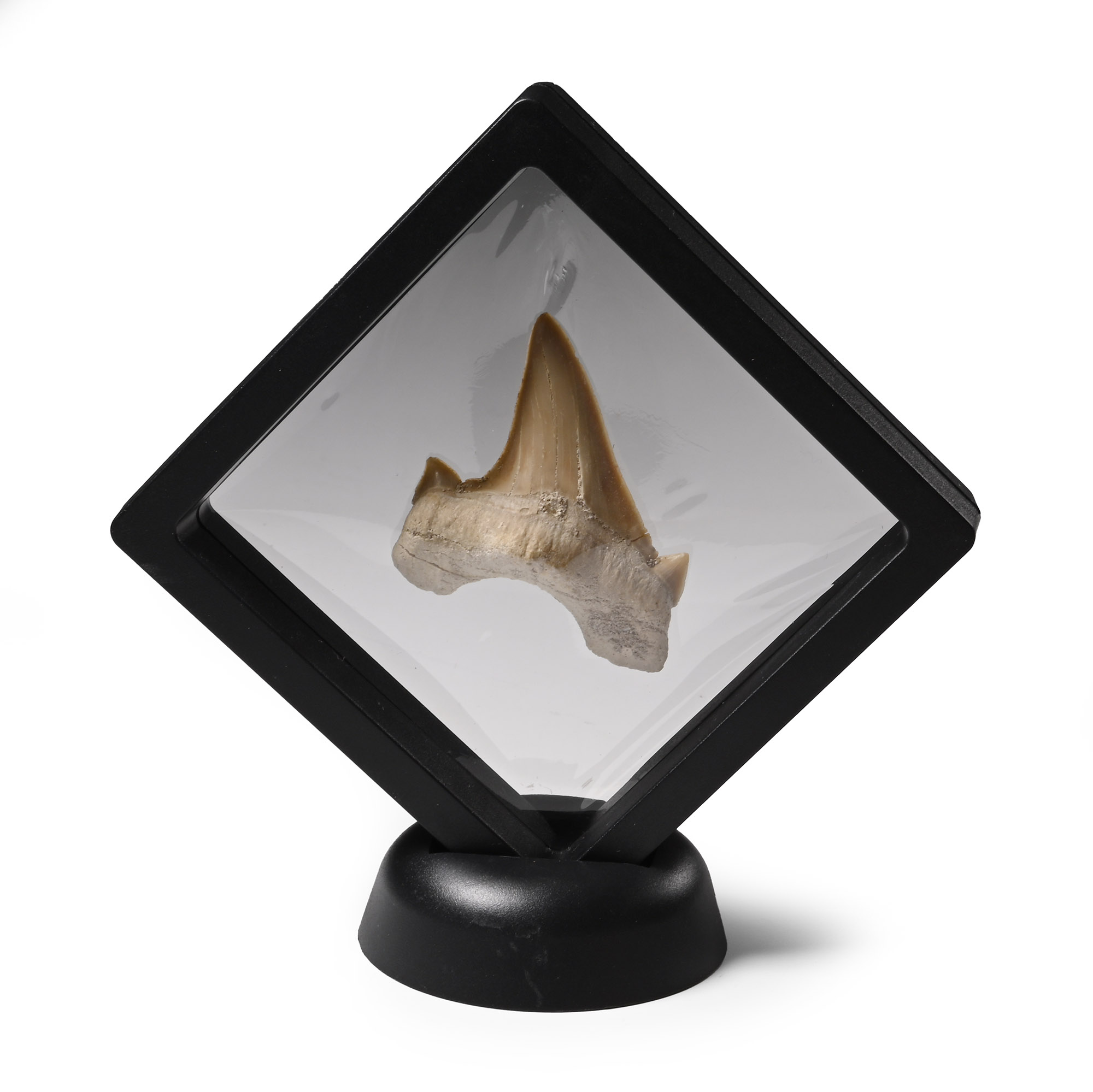 Fossil Otodus Shark's Tooth in Display