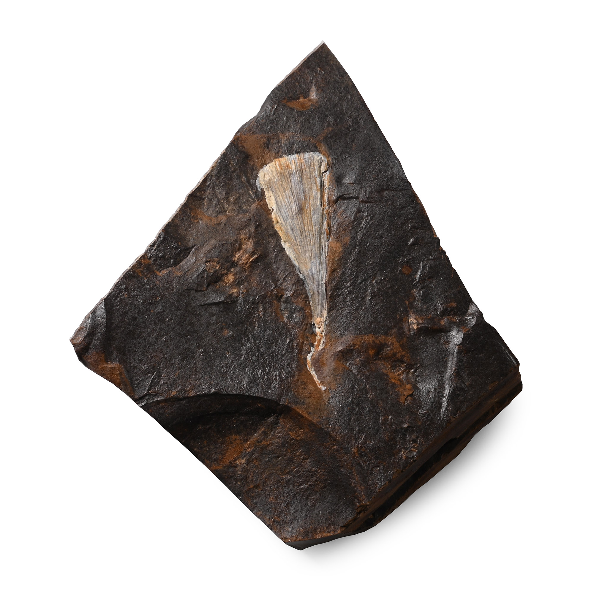 Fossil Ginko Leaf in Matrix