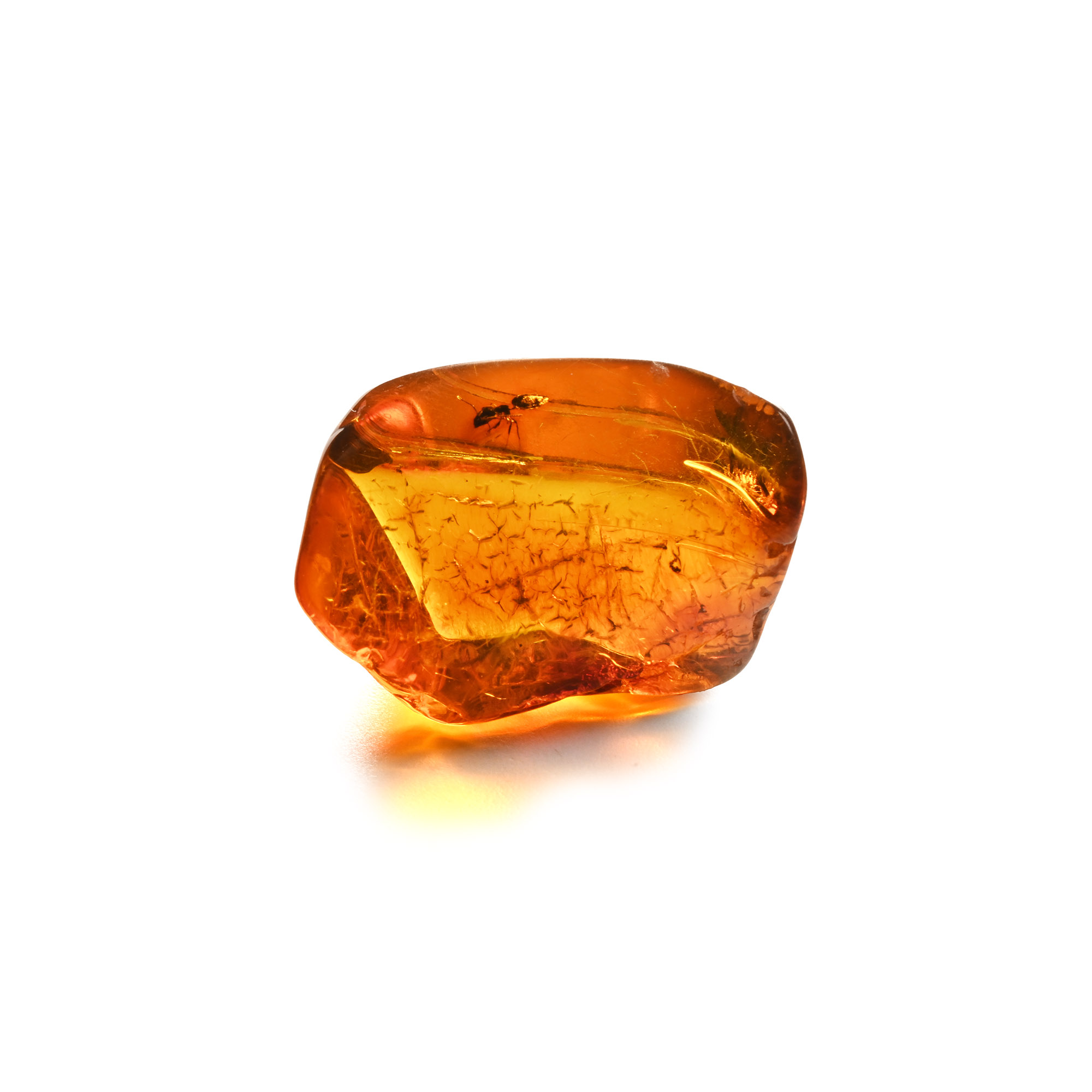 Polished Amber with Ant
