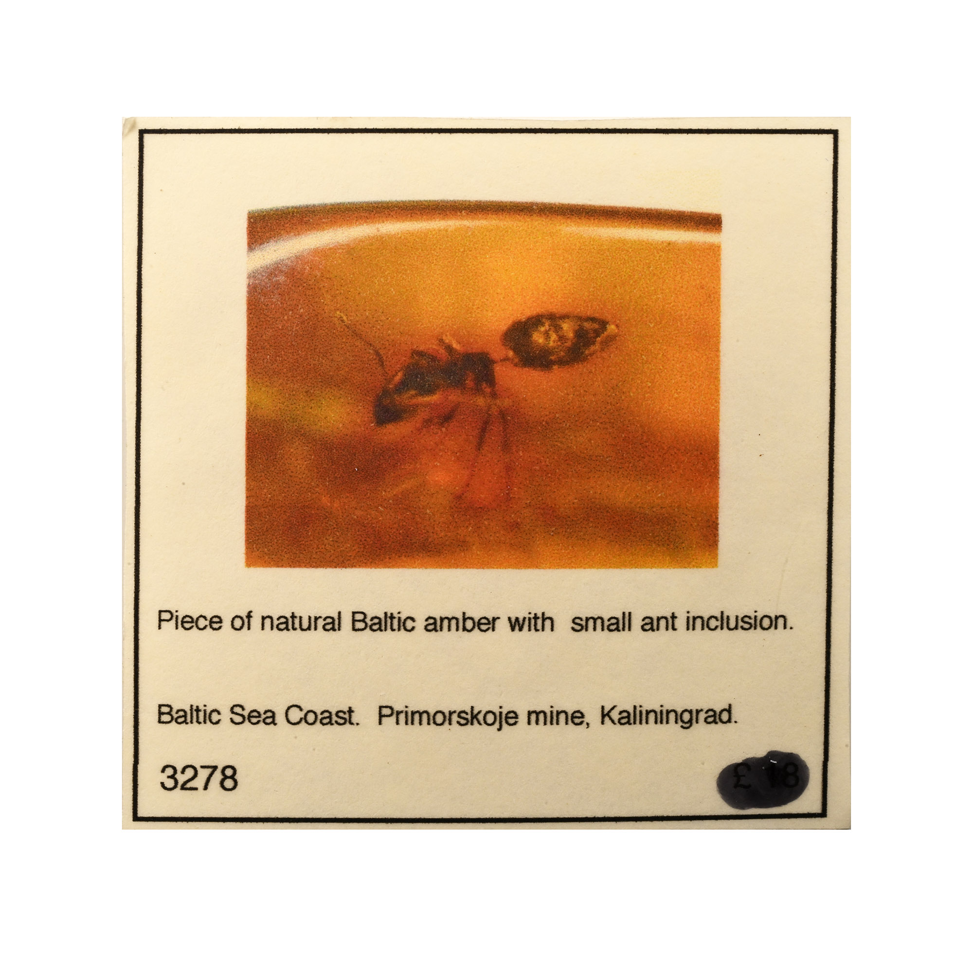 Polished Amber with Ant