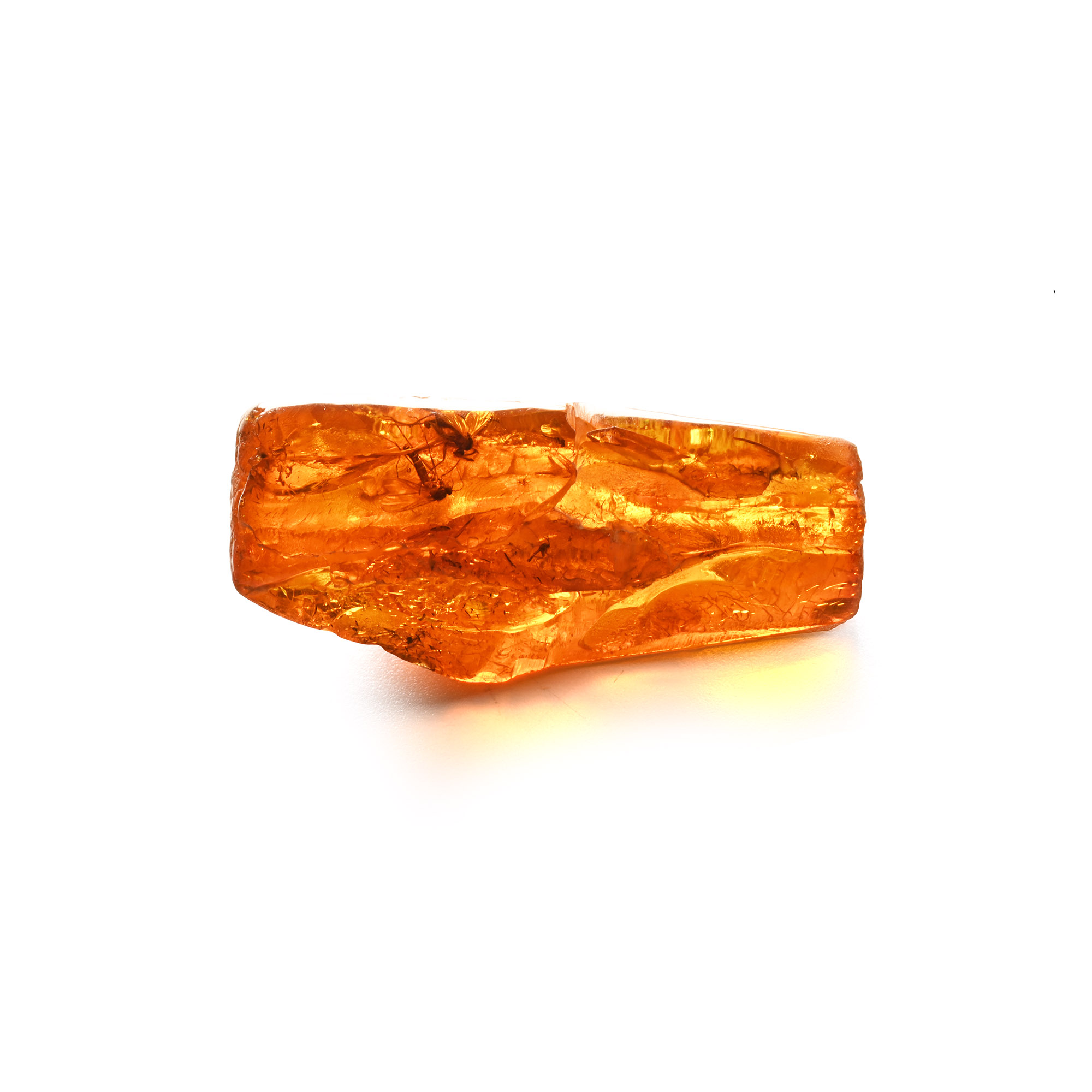 Polished Amber with Insects