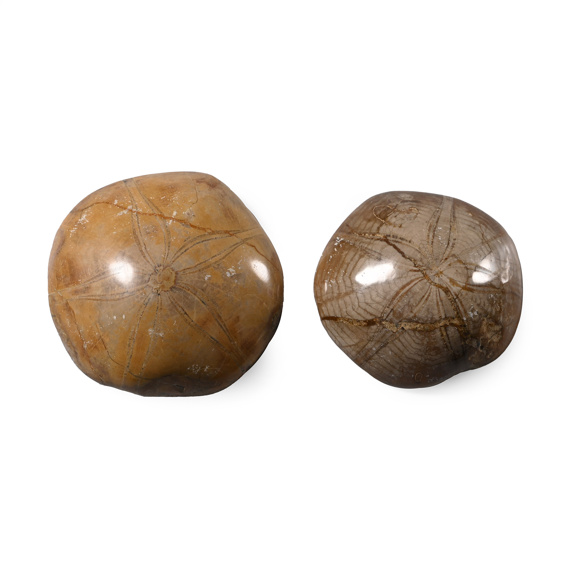 Polished Fossil Sand Dollar Group