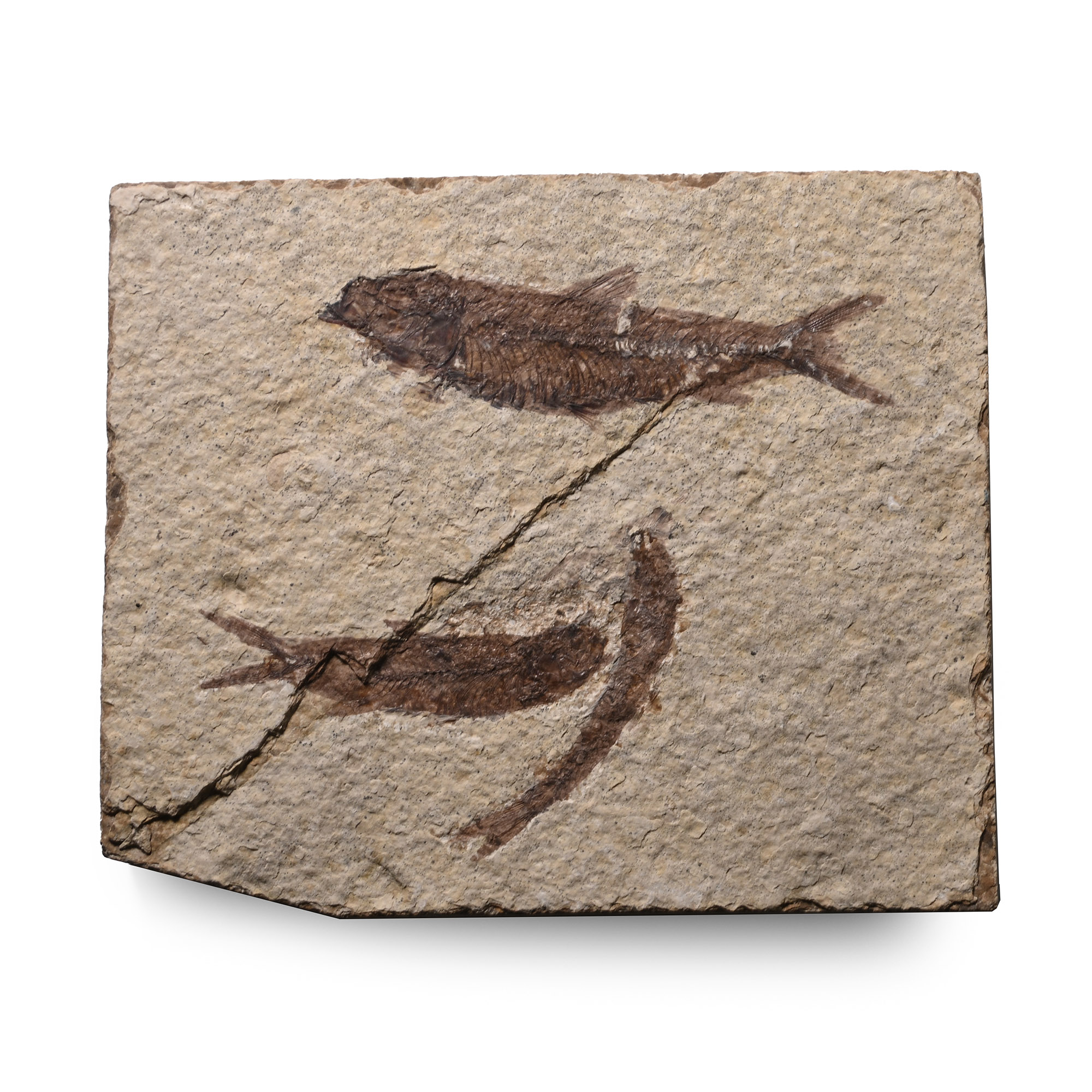 Multiple Knightia Fossil Fish in Matrix