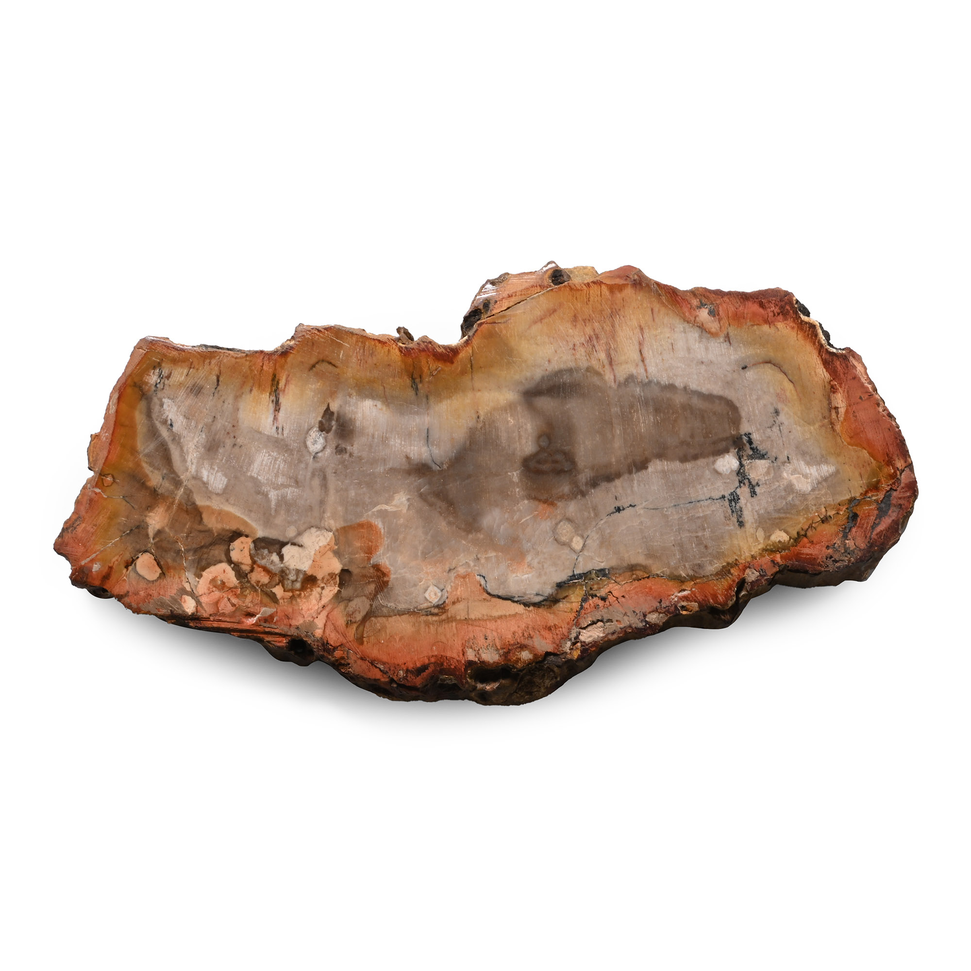 Polished Fossil Tree Slice