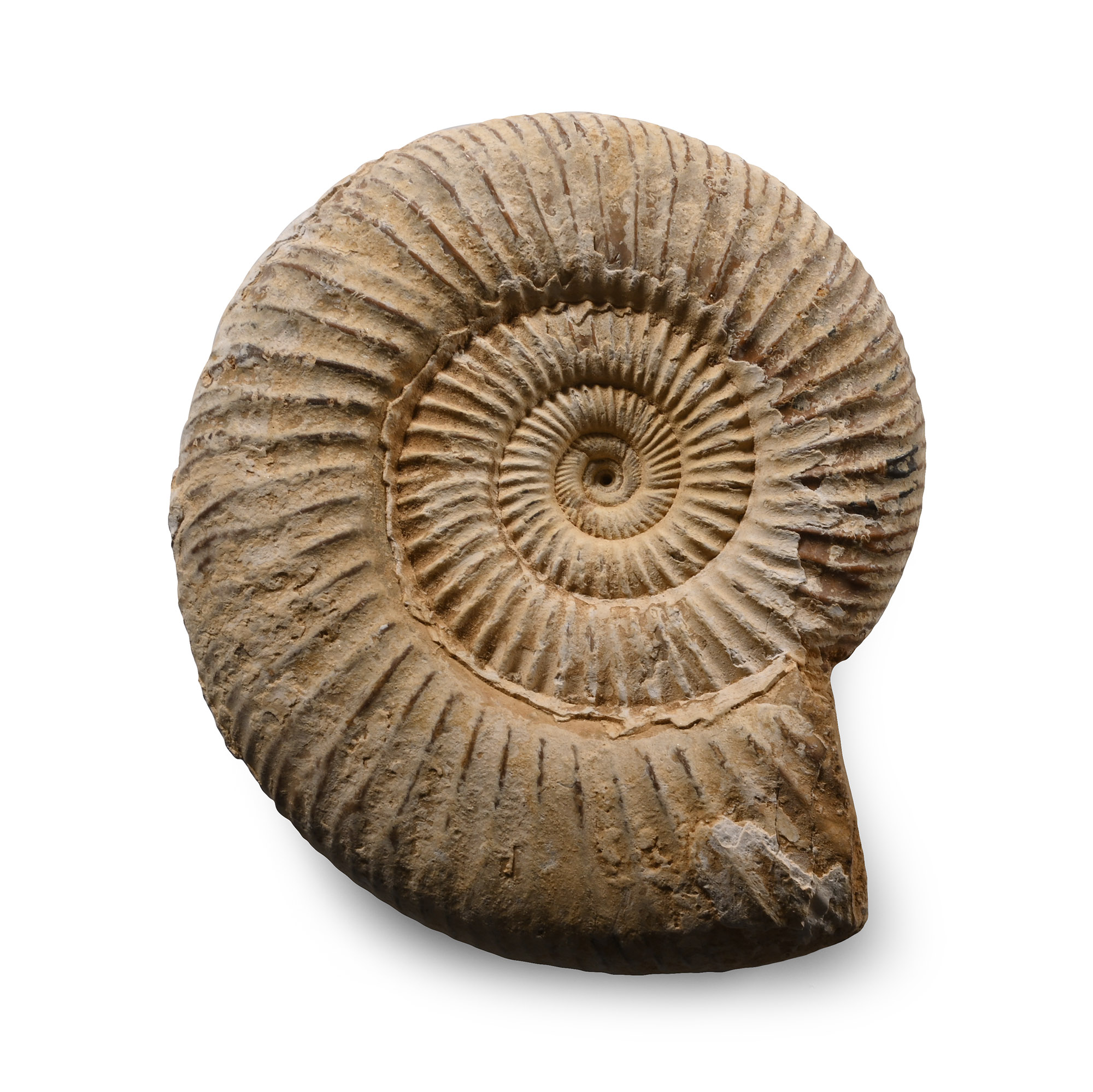 Fossil Perisphinctes Ammonite
