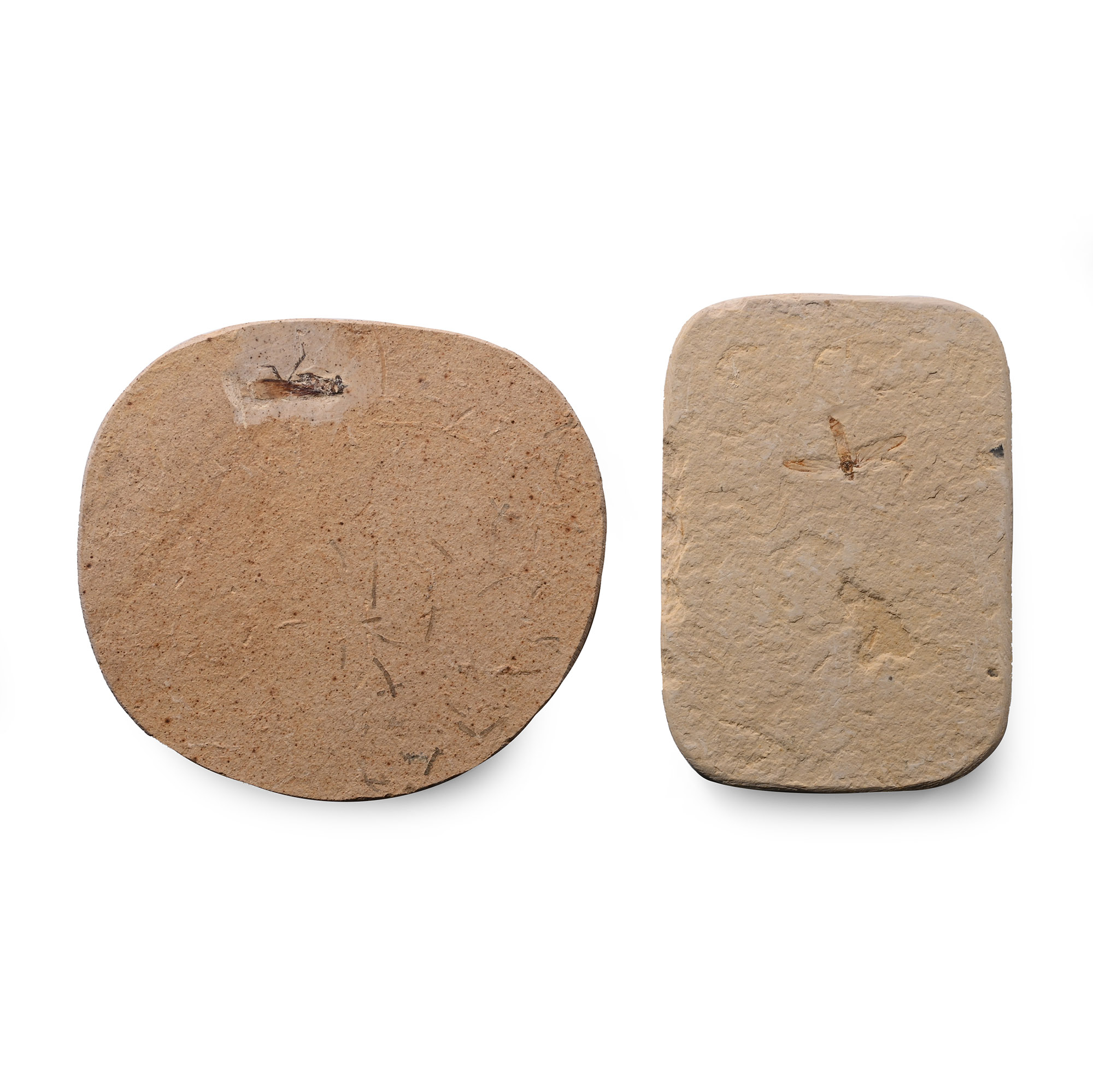 Fossil Mosquito and Grasshopper in Matrix