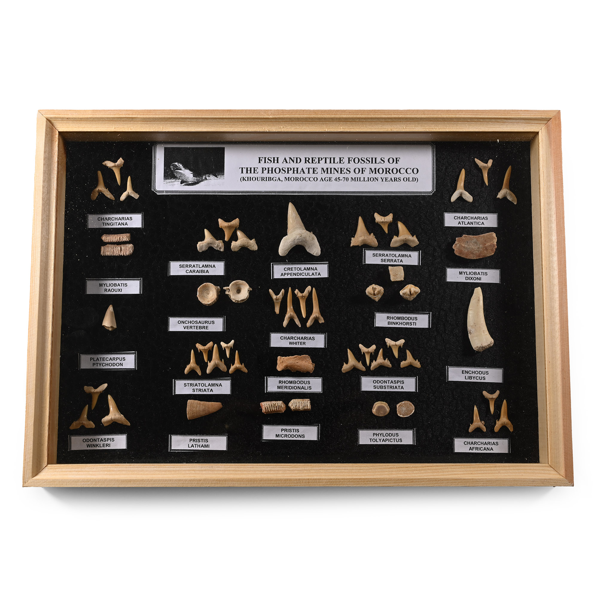 Fossil Shark's Tooth Display Case