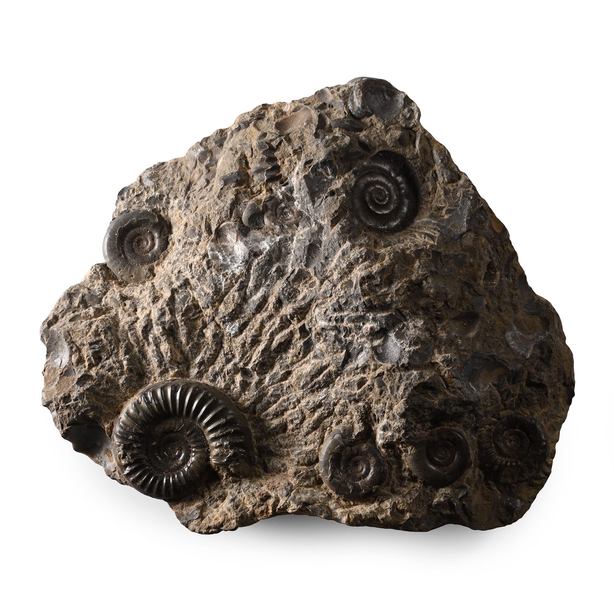 Fossil Ammonite Cluster