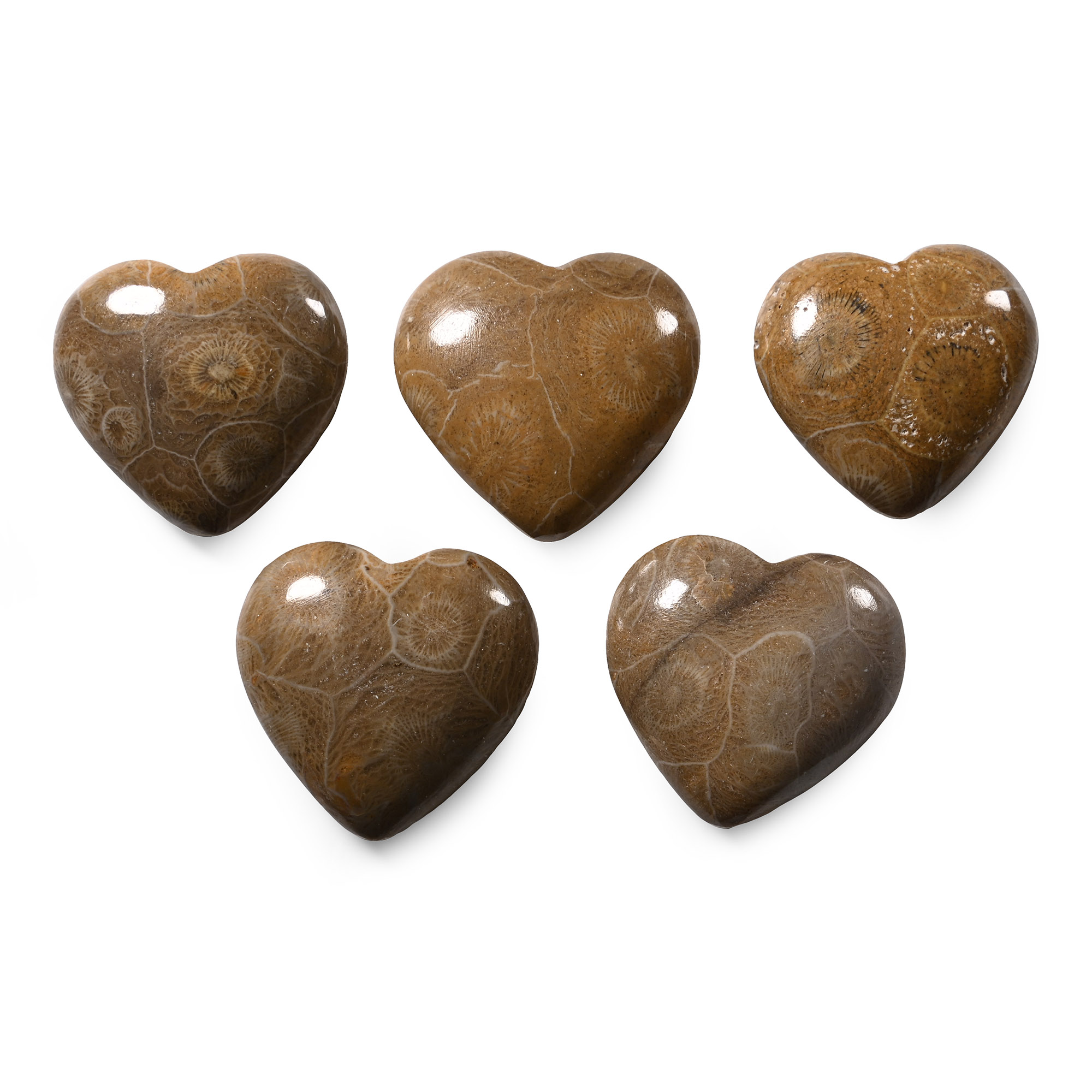 Polished Fossil Coral Head Heart Collection