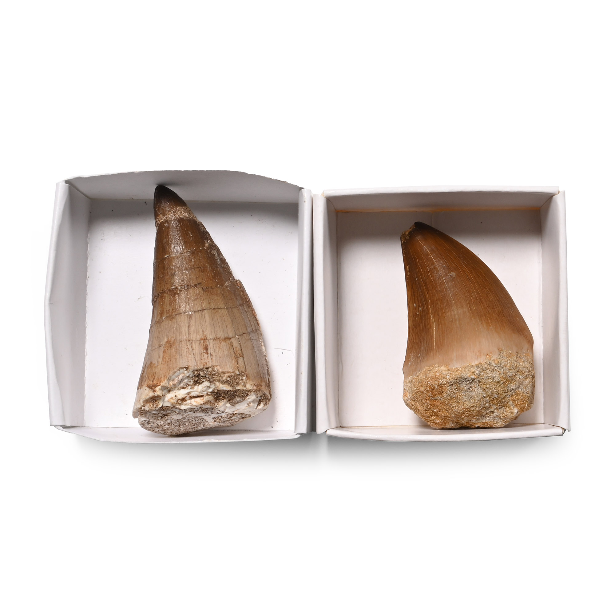 Mosasaur 'Marine Dinosaur' Fossil Tooth Group