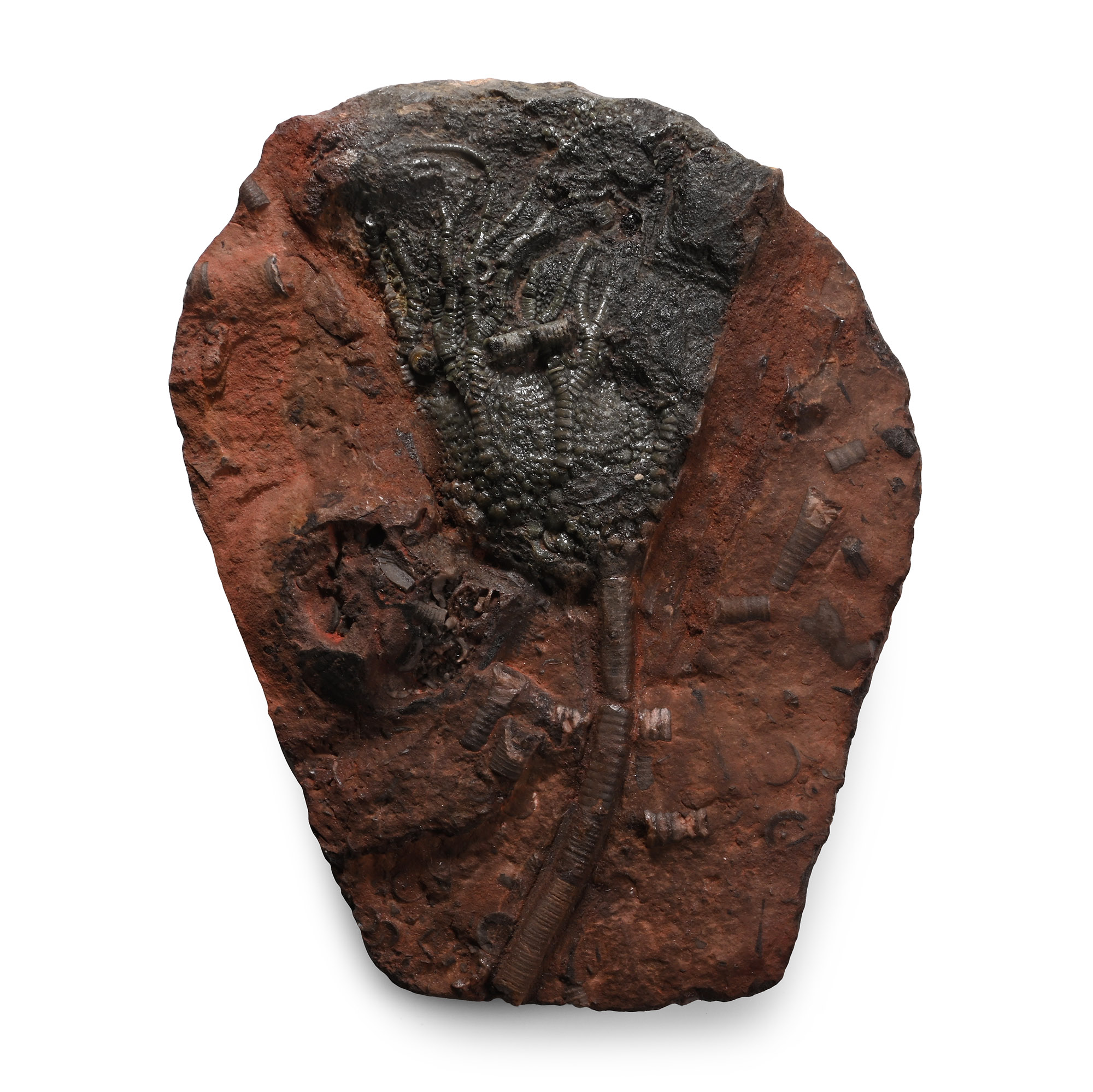 Fossil Crinoid Plate