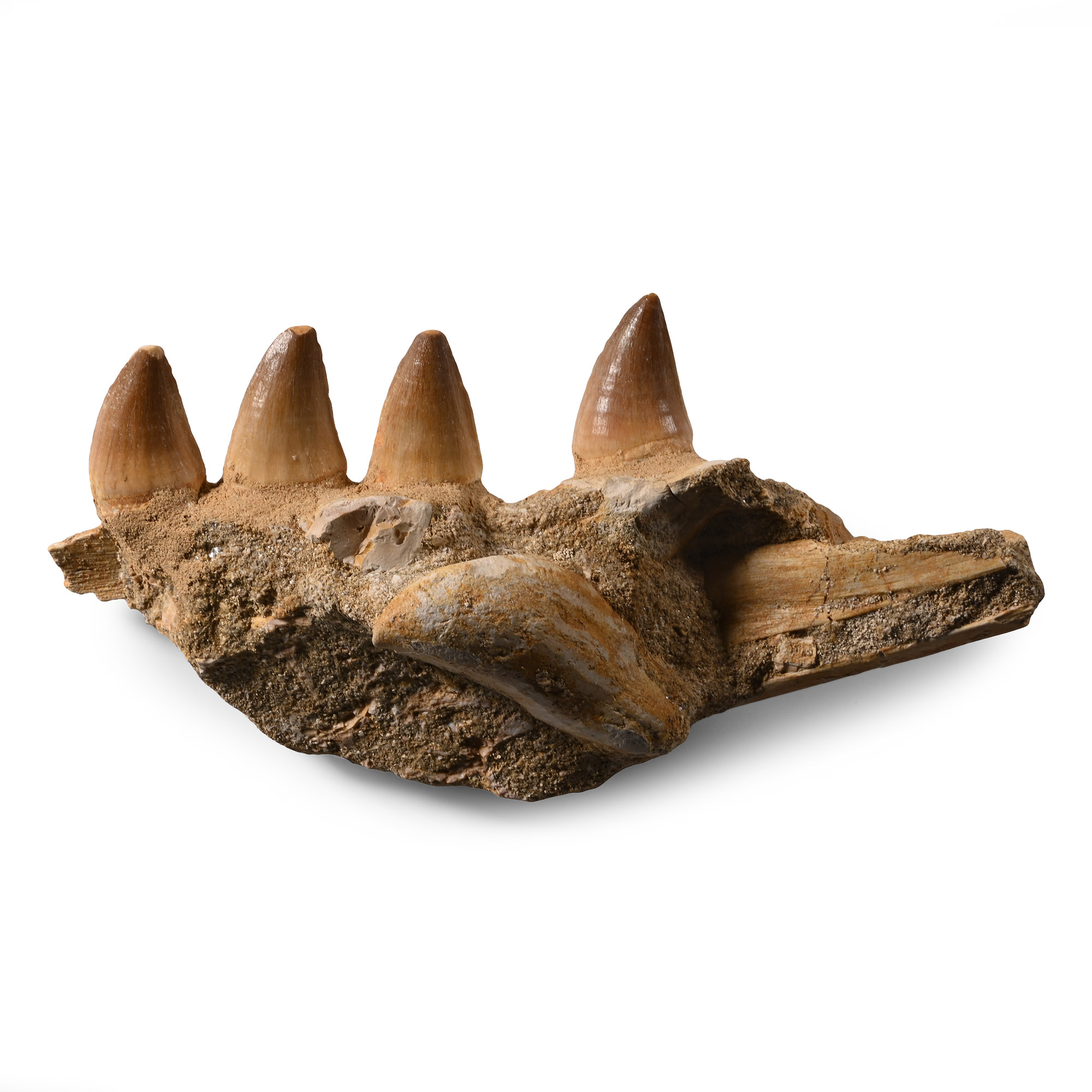 Mosasaur 'Marine Dinosaur' Composite Fossil Jaw Fragment