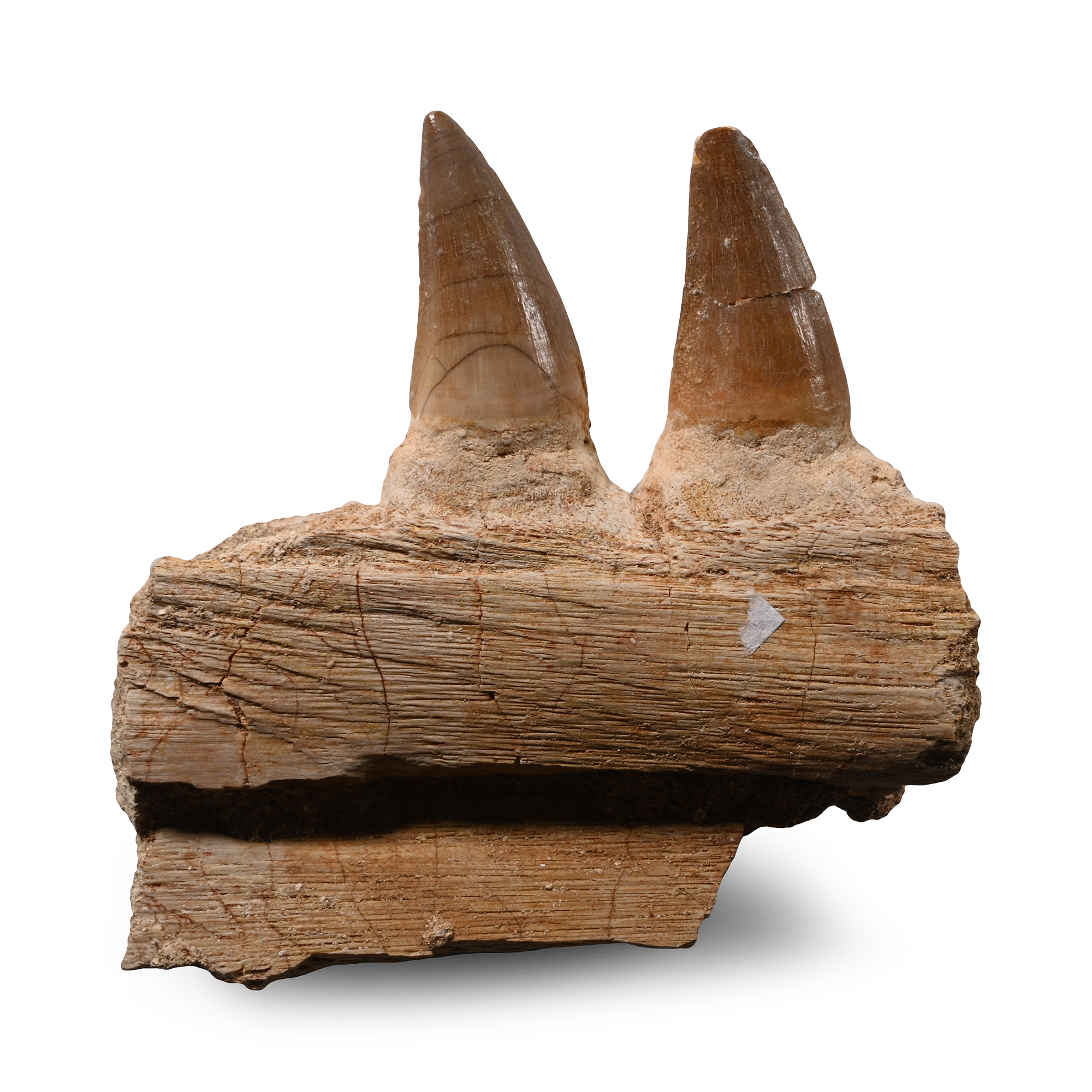 Mosasaur 'Marine Dinosaur' Fossil Jaw Fragment