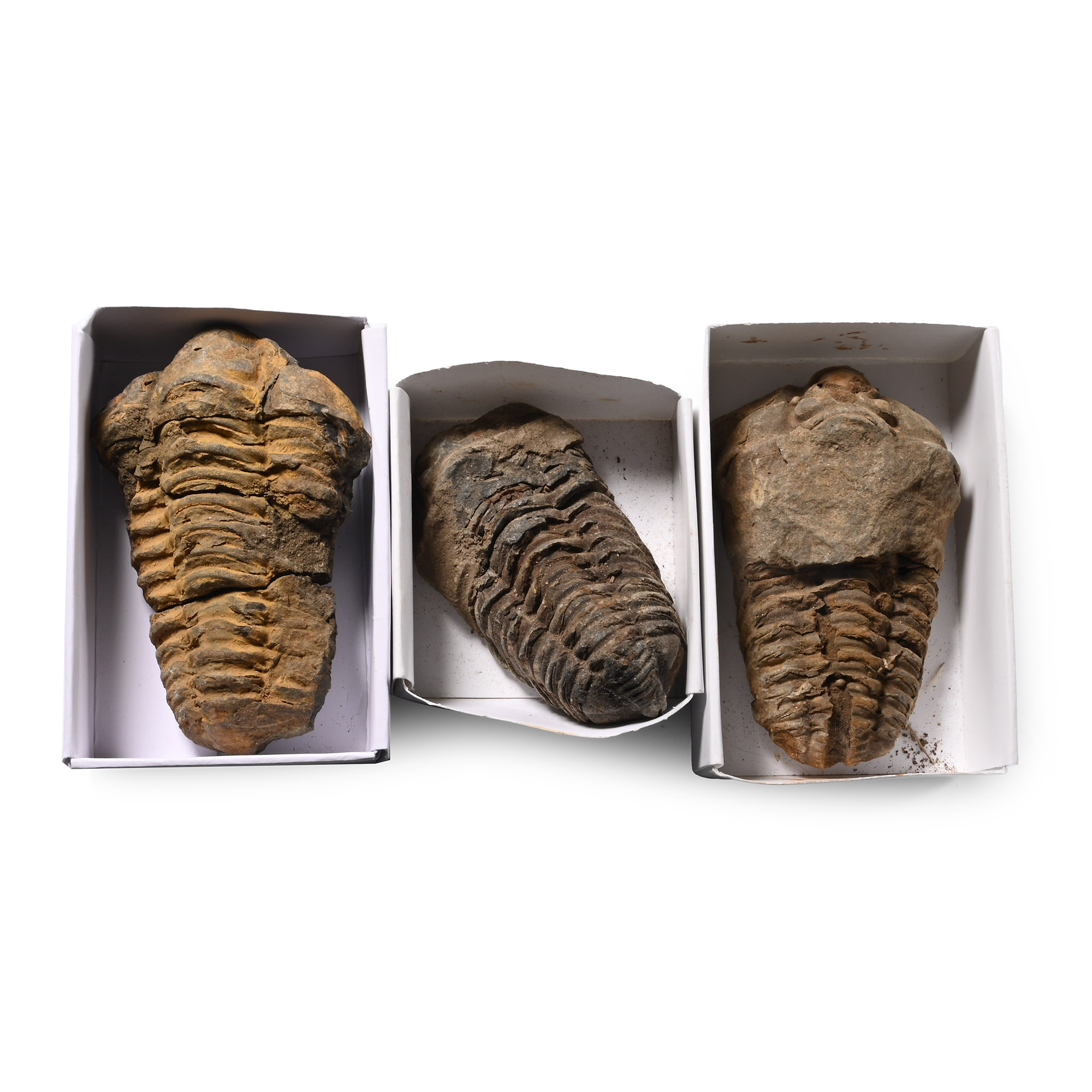 Fossil Flexicalymene Trilobite Group