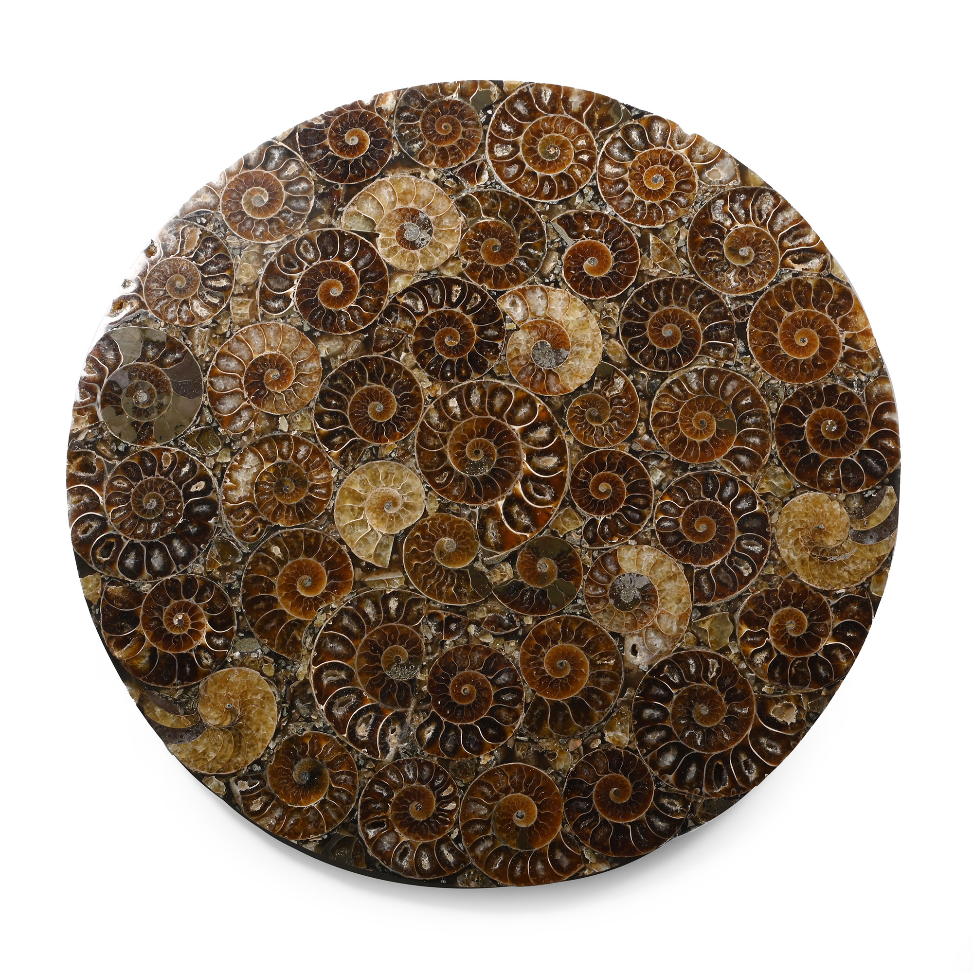 Large Polished Ammonite Plate