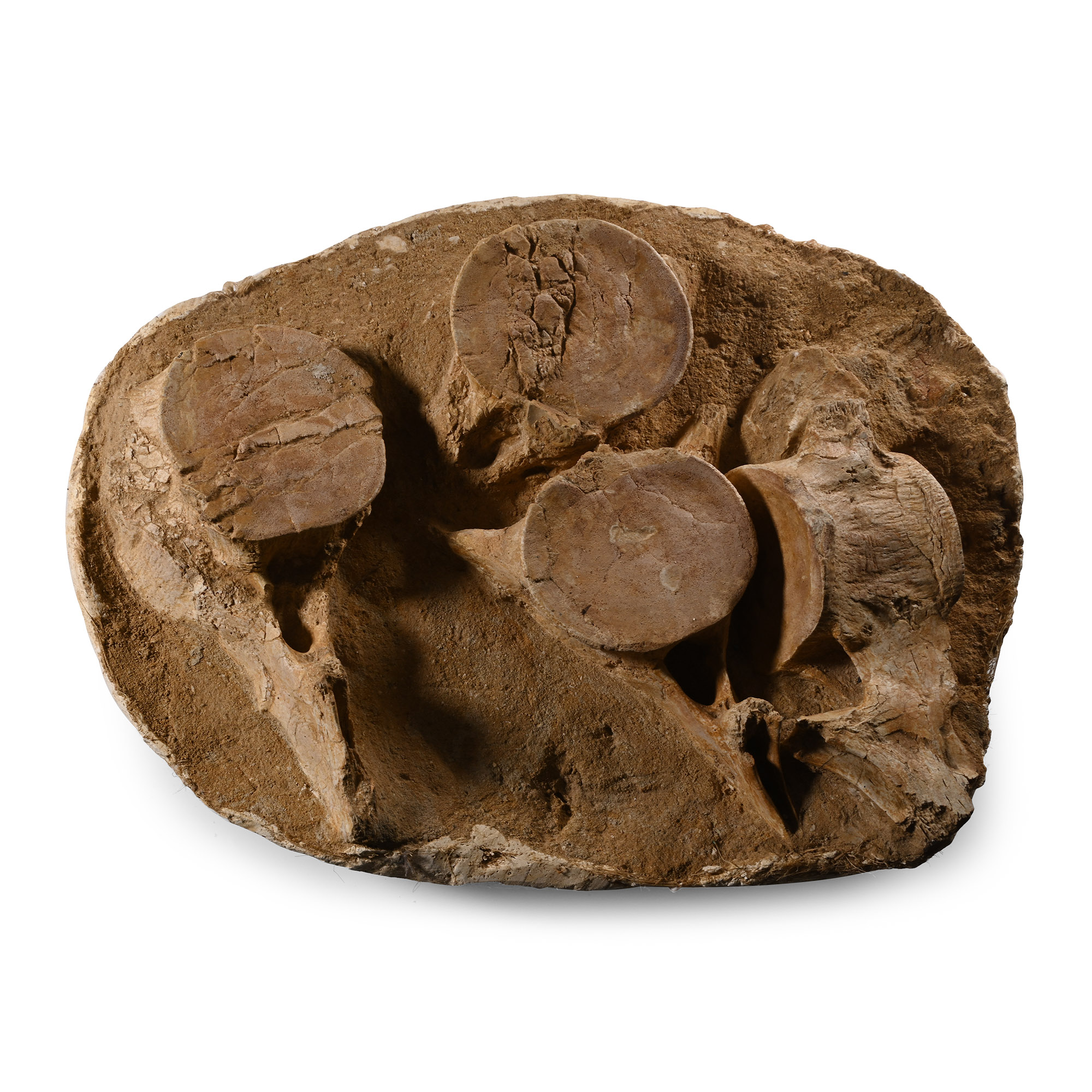 Fossil Plesiosaur Vertebrae Plate