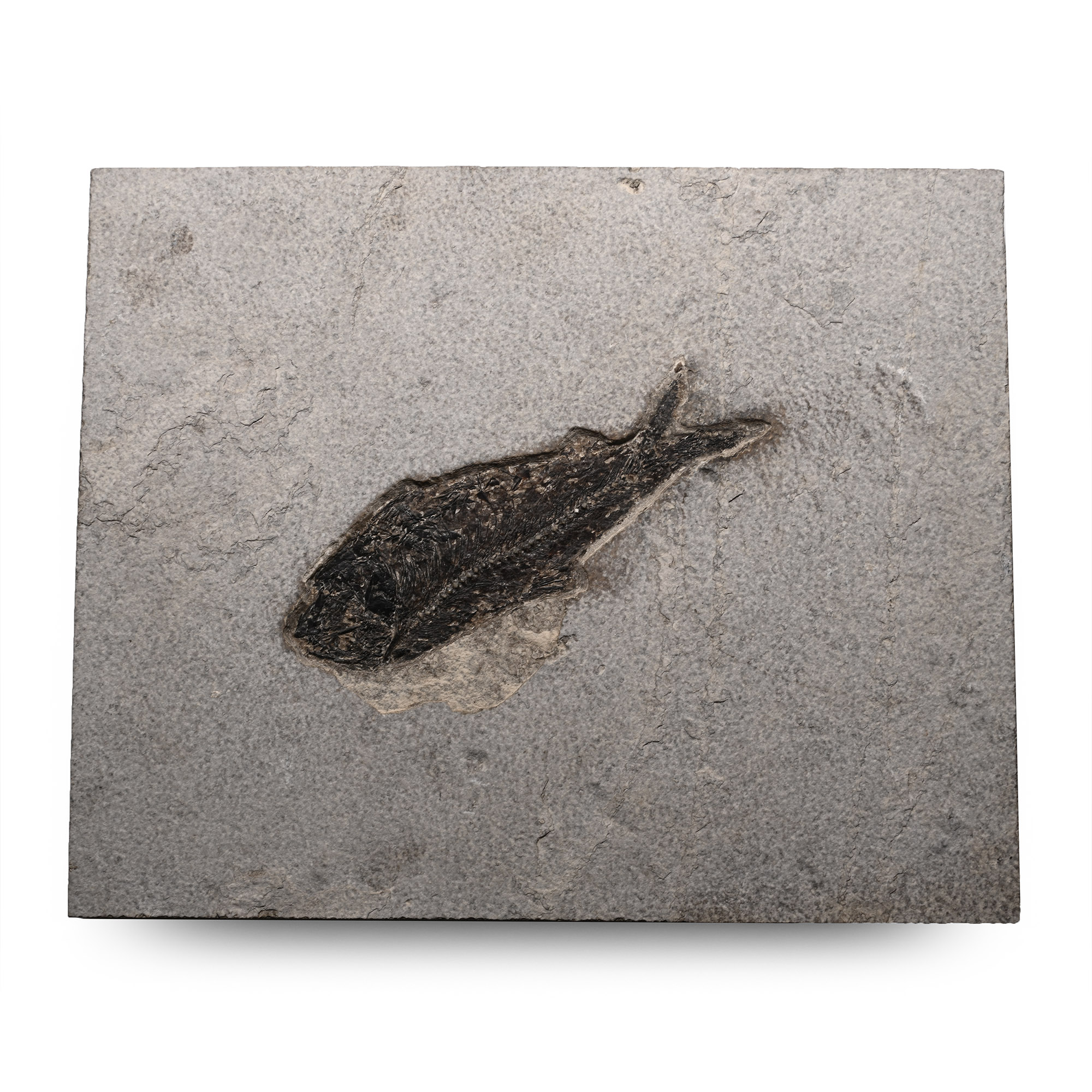 Diplomystus Fossil Fish in Matrix
