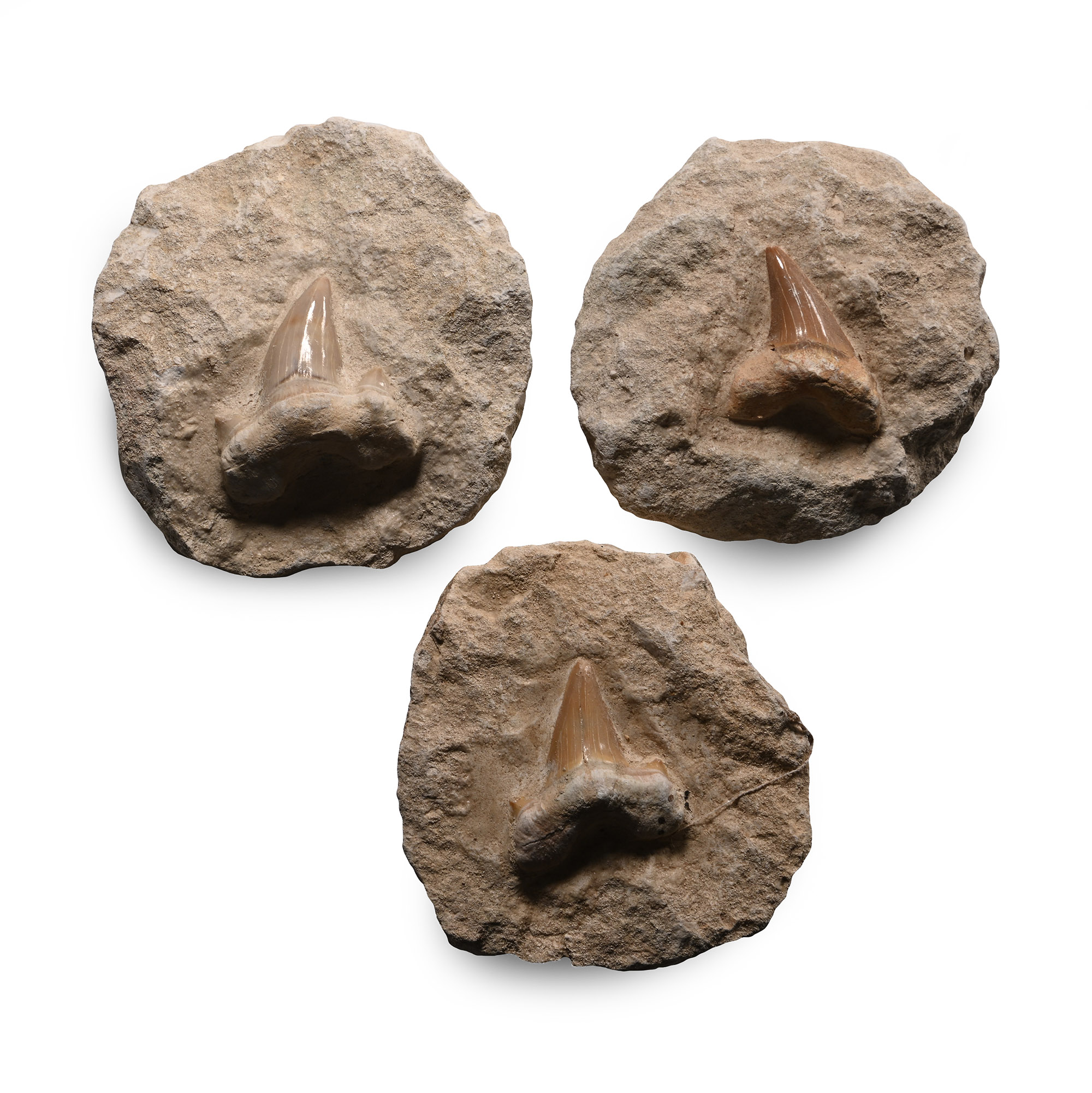 Fossil Otodus Shark's Teeth on Rock