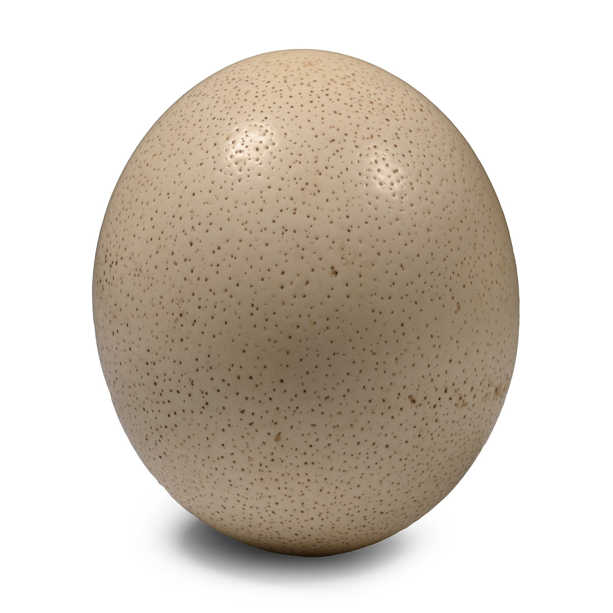 Blown Ostrich Egg for Display