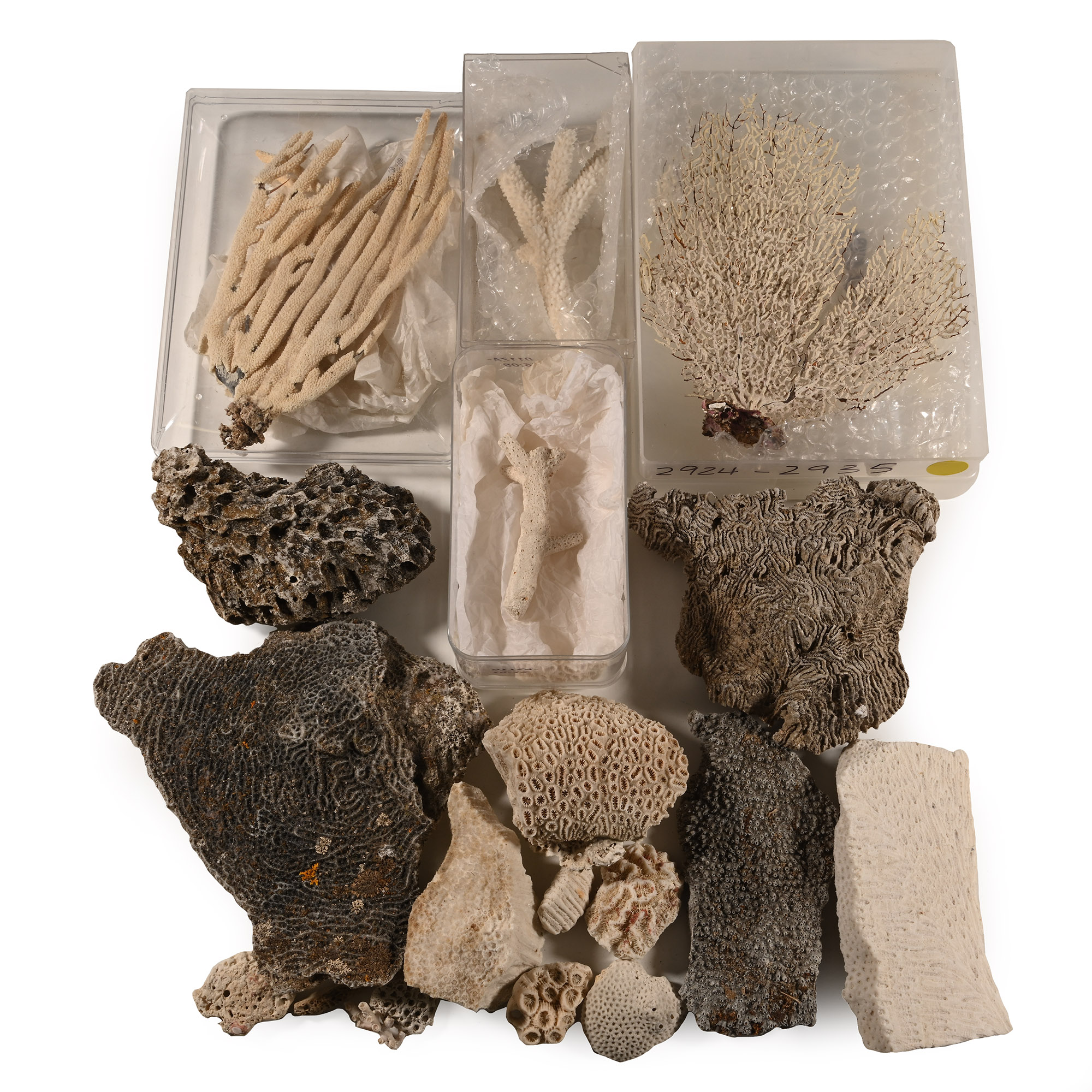 Fossil Coral Head Collection