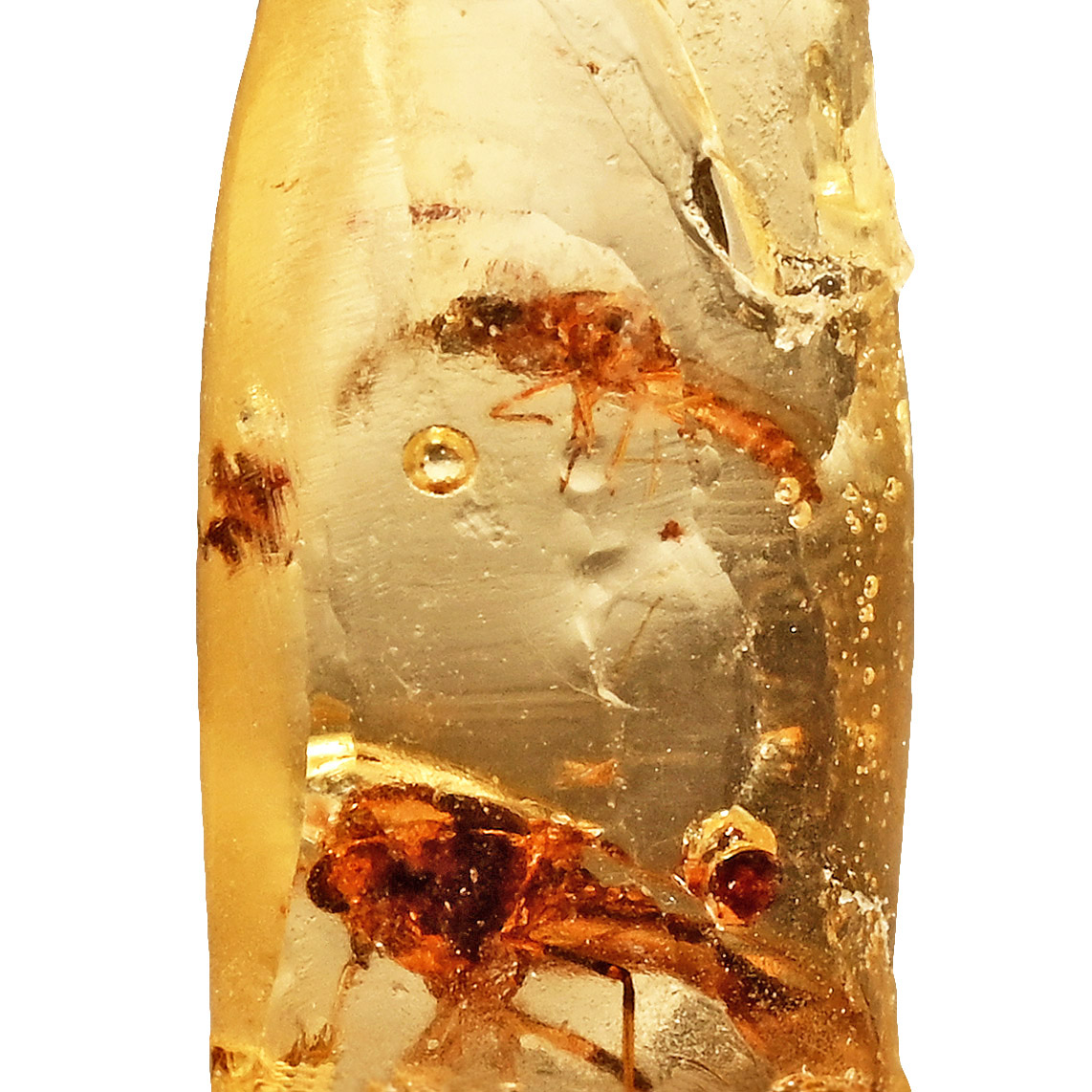 Insects in Copal