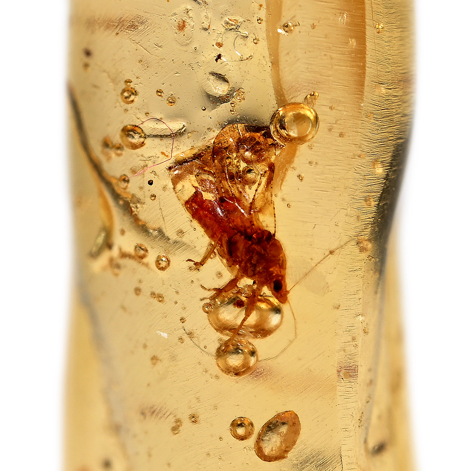 Insects in Copal