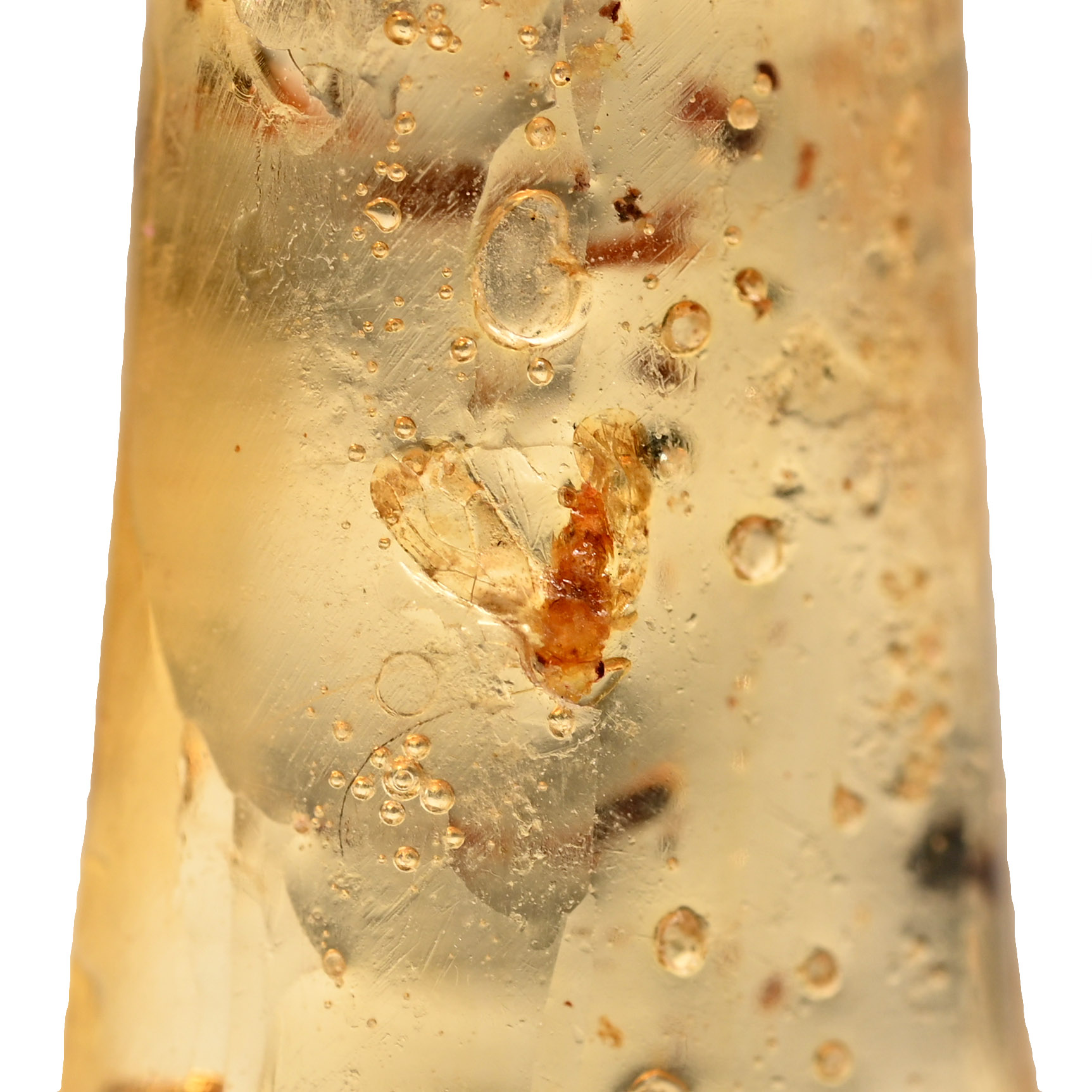 Insects in Copal