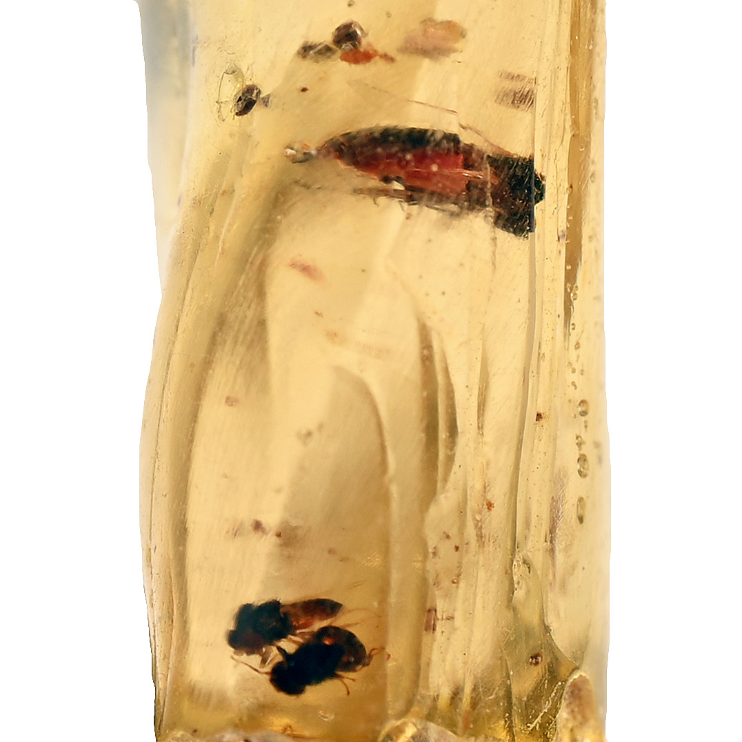 Insects in Copal