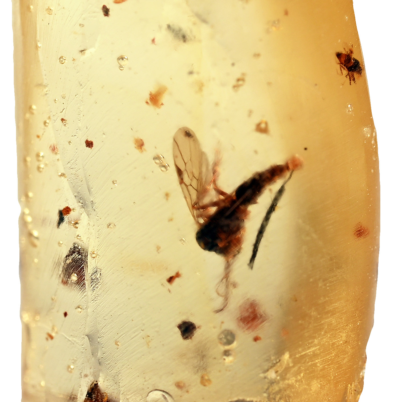 Insects in Copal