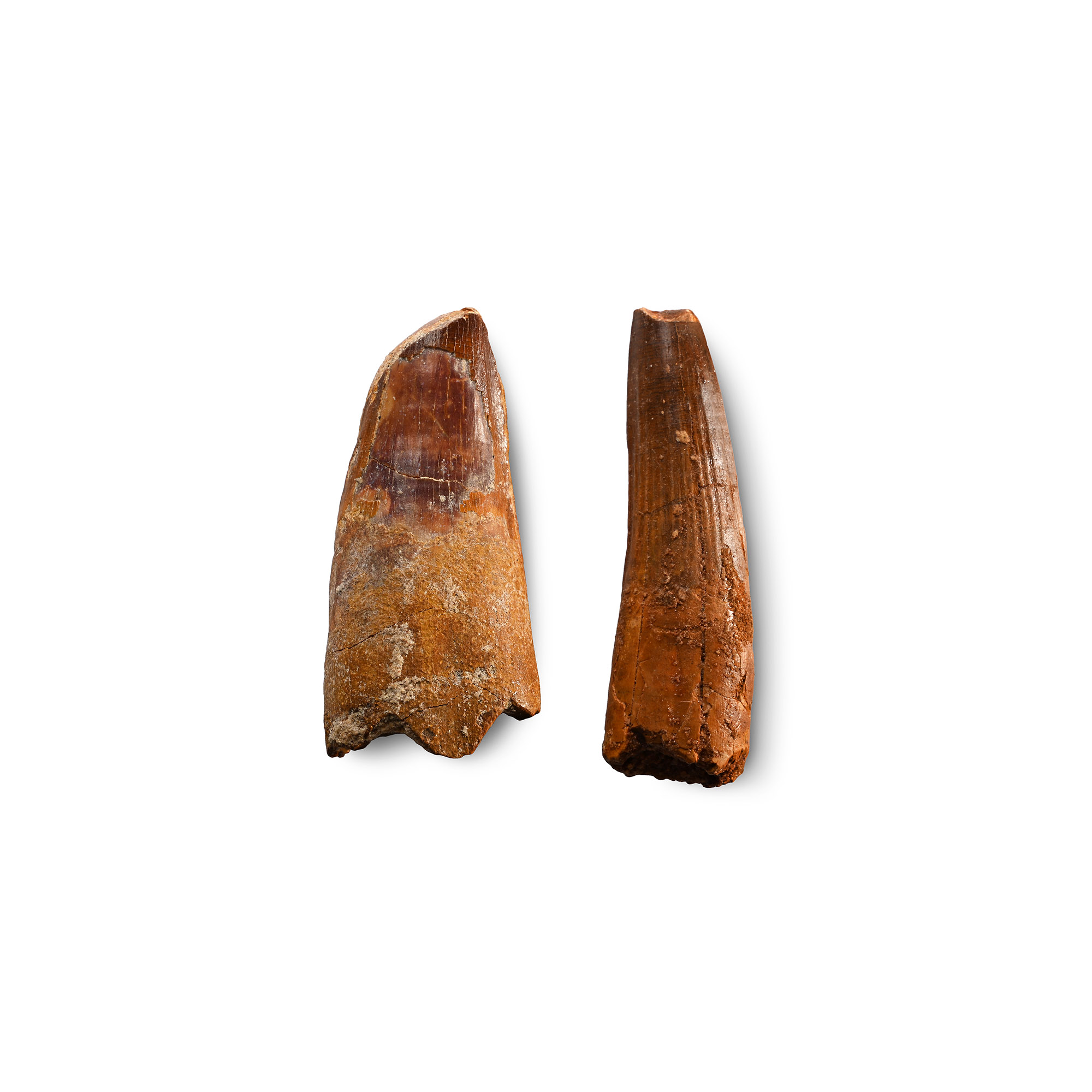 Spinosaurus and African 'T-Rex' Dinosaur Fossil Tooth Group