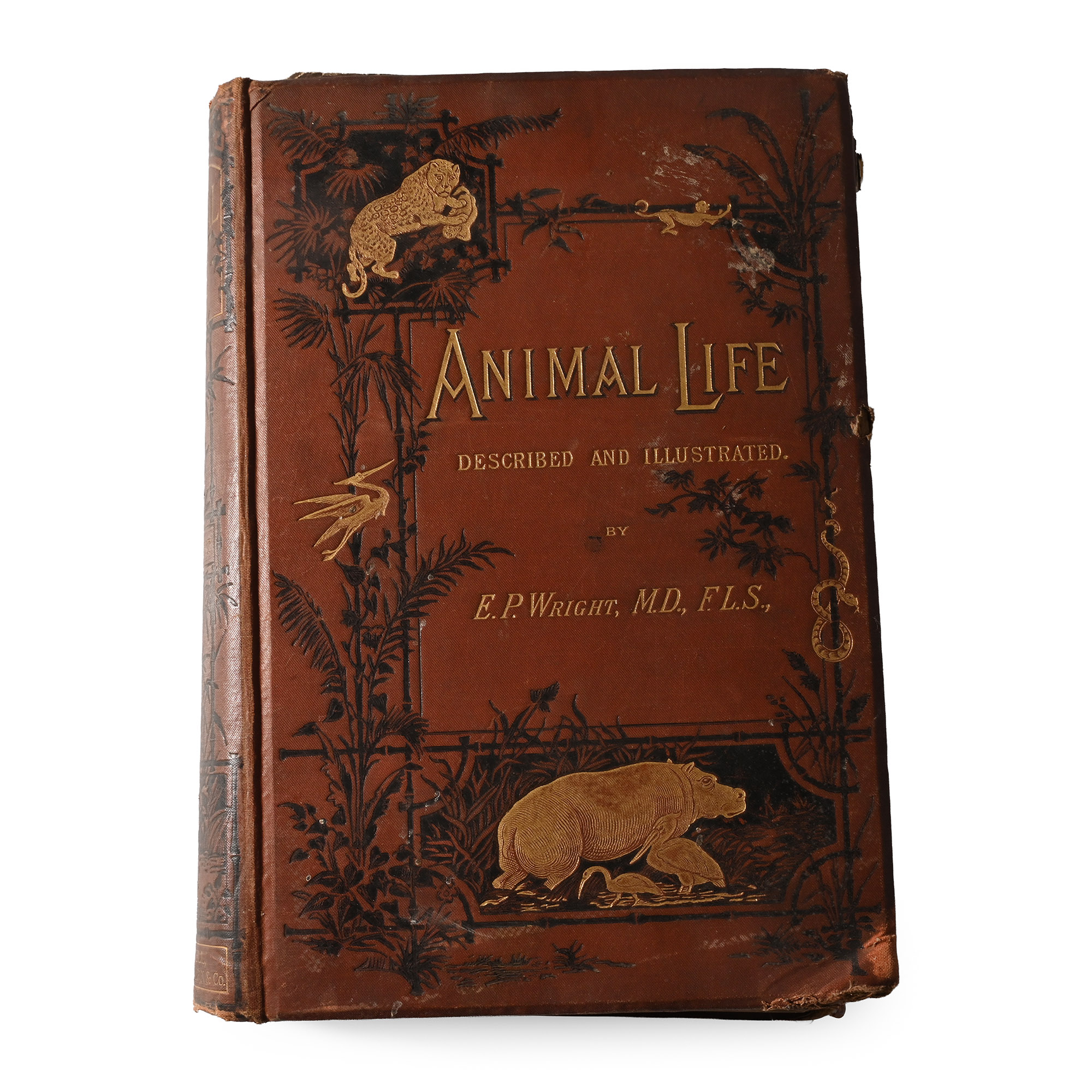 Animal Life - Described and Illustrated by E.P. Wright, M.D. F.L.S.