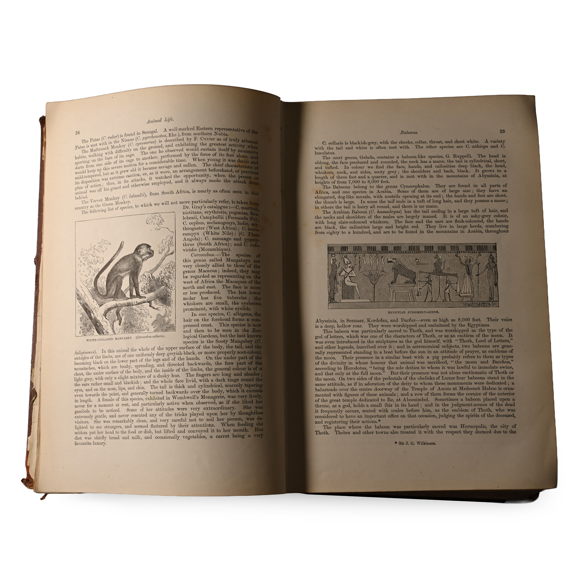 Animal Life - Described and Illustrated by E.P. Wright, M.D. F.L.S.