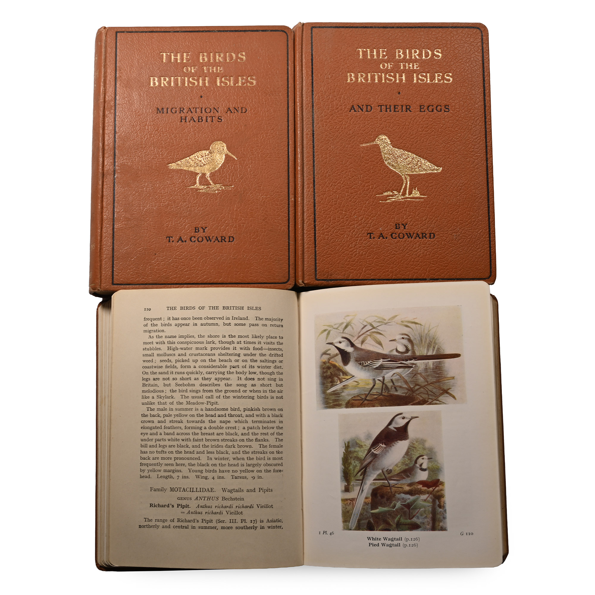 The Birds of the British Isles - Series 1 - 3